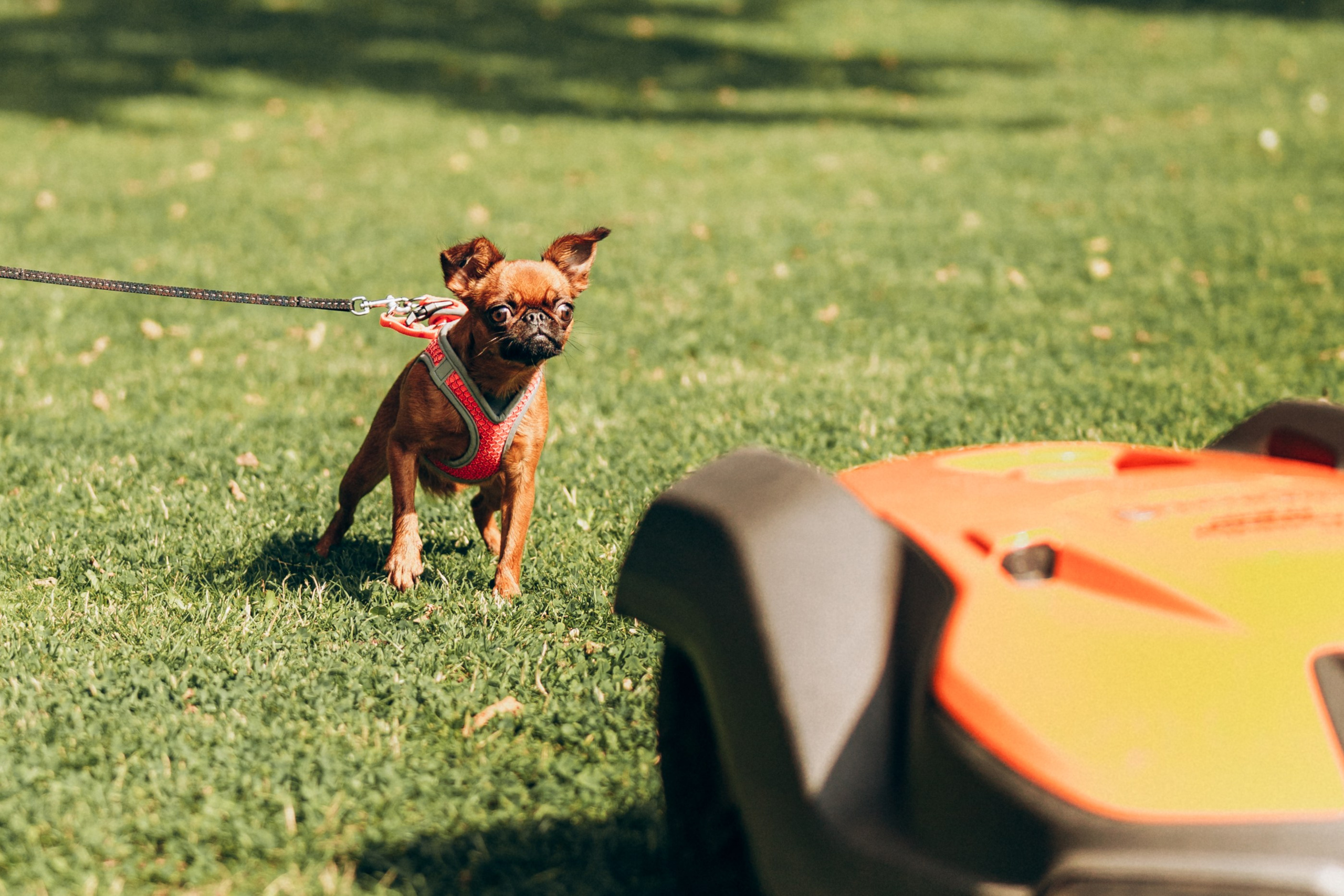 Natalia, Janik, Nusha & Betty. Фотограф-анималист в Таллинне, Катя Лайсаар