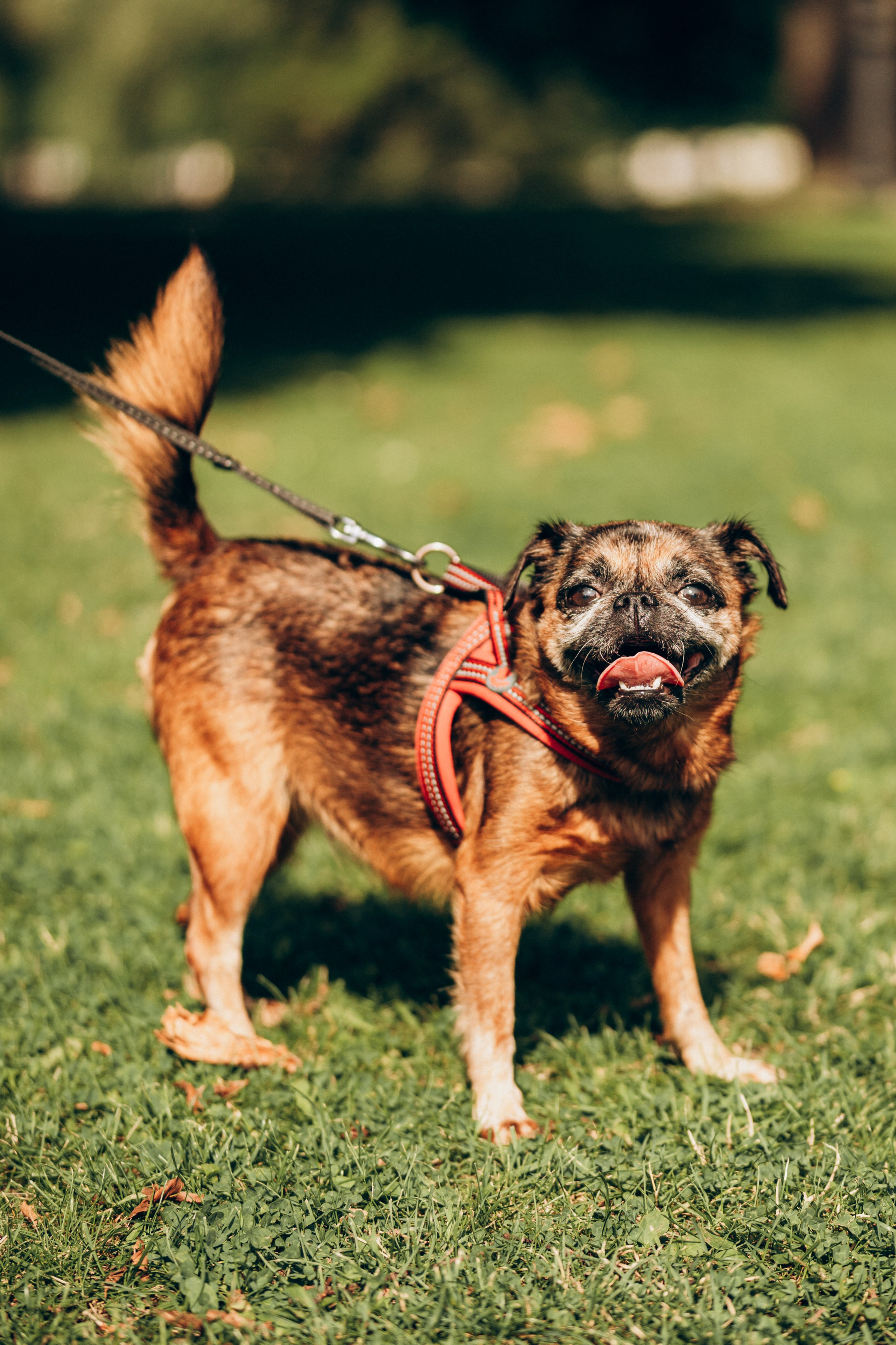 Natalia, Janik, Nusha & Betty. Фотограф-анималист в Таллинне, Катя Лайсаар