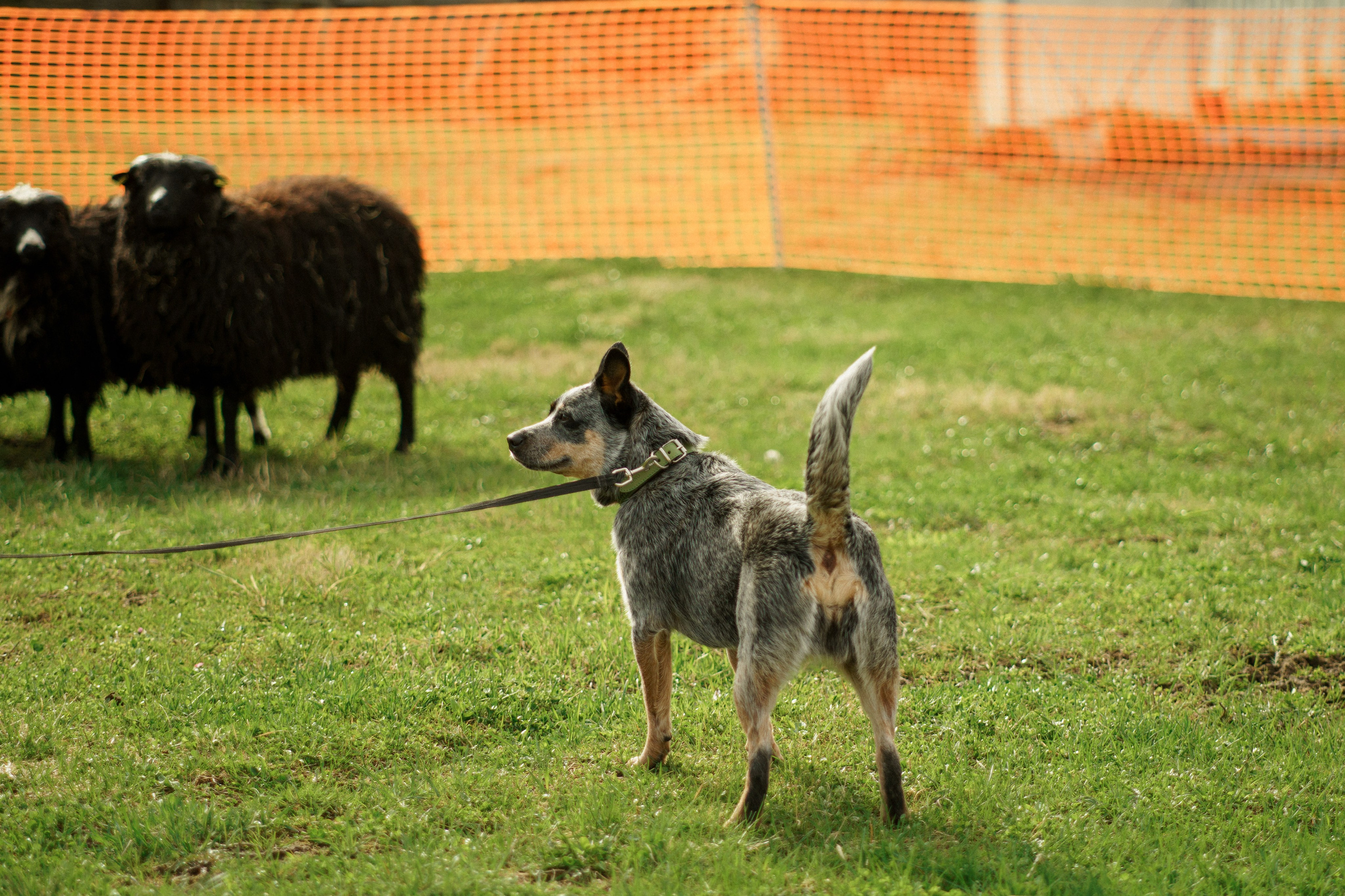 Herding Days, 26 apr. 2025. Kat Laisaar — Pet photographer in Tallinn
