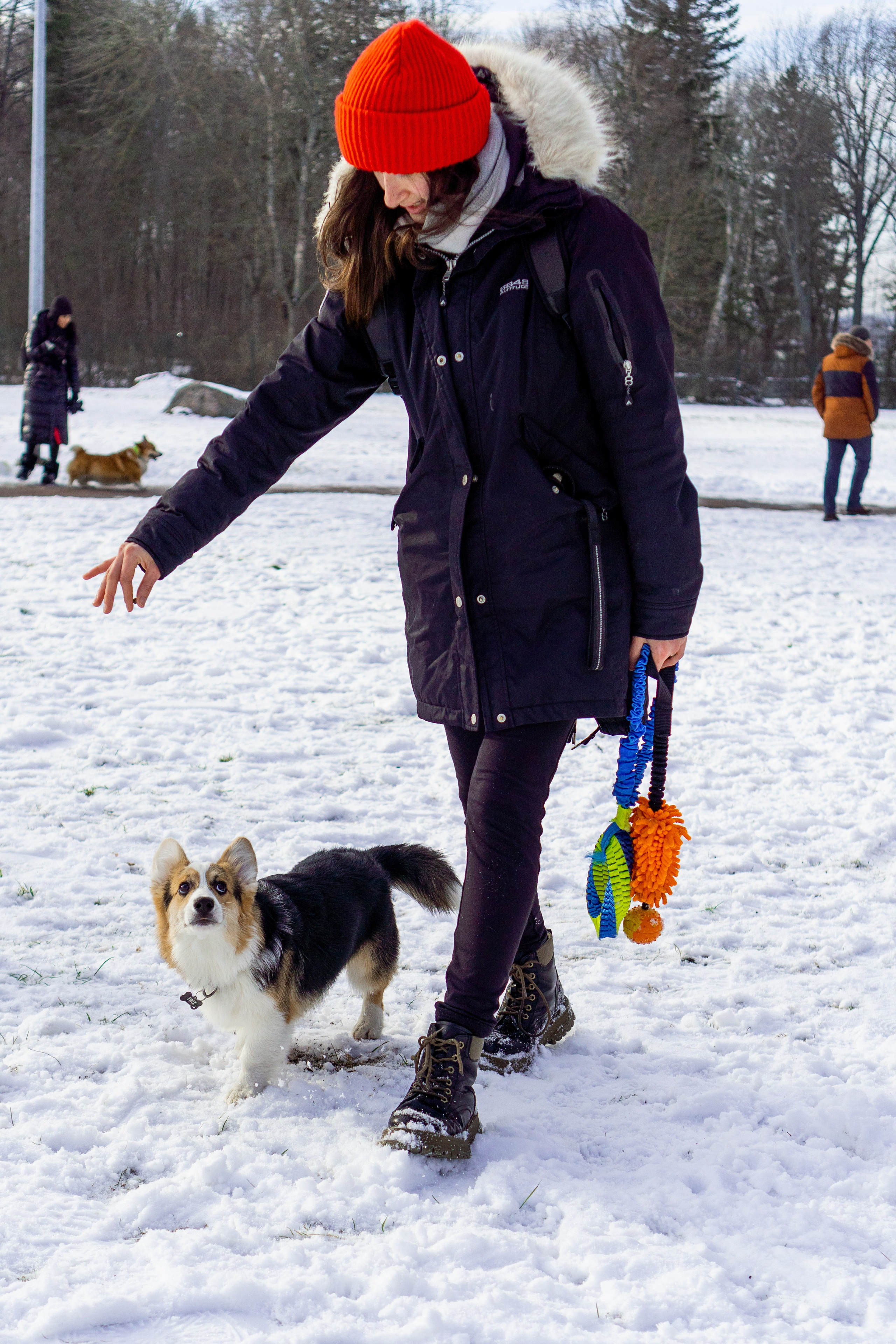 Corgi party, 23 feb. 2025. Kat Laisaar — Pet photographer in Tallinn