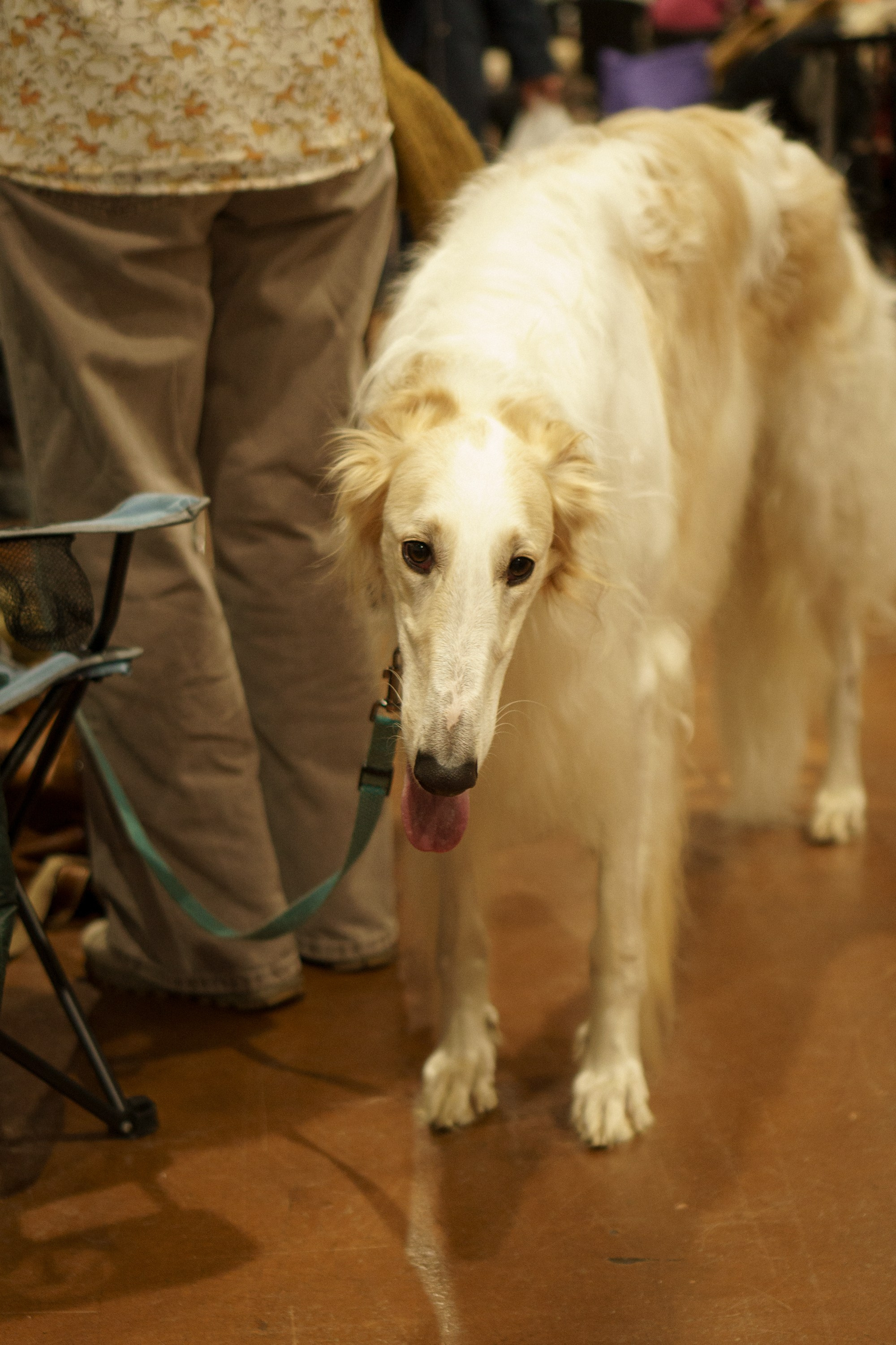 Tartu International Dog Show. Kat Laisaar — Pet photographer in Tallinn