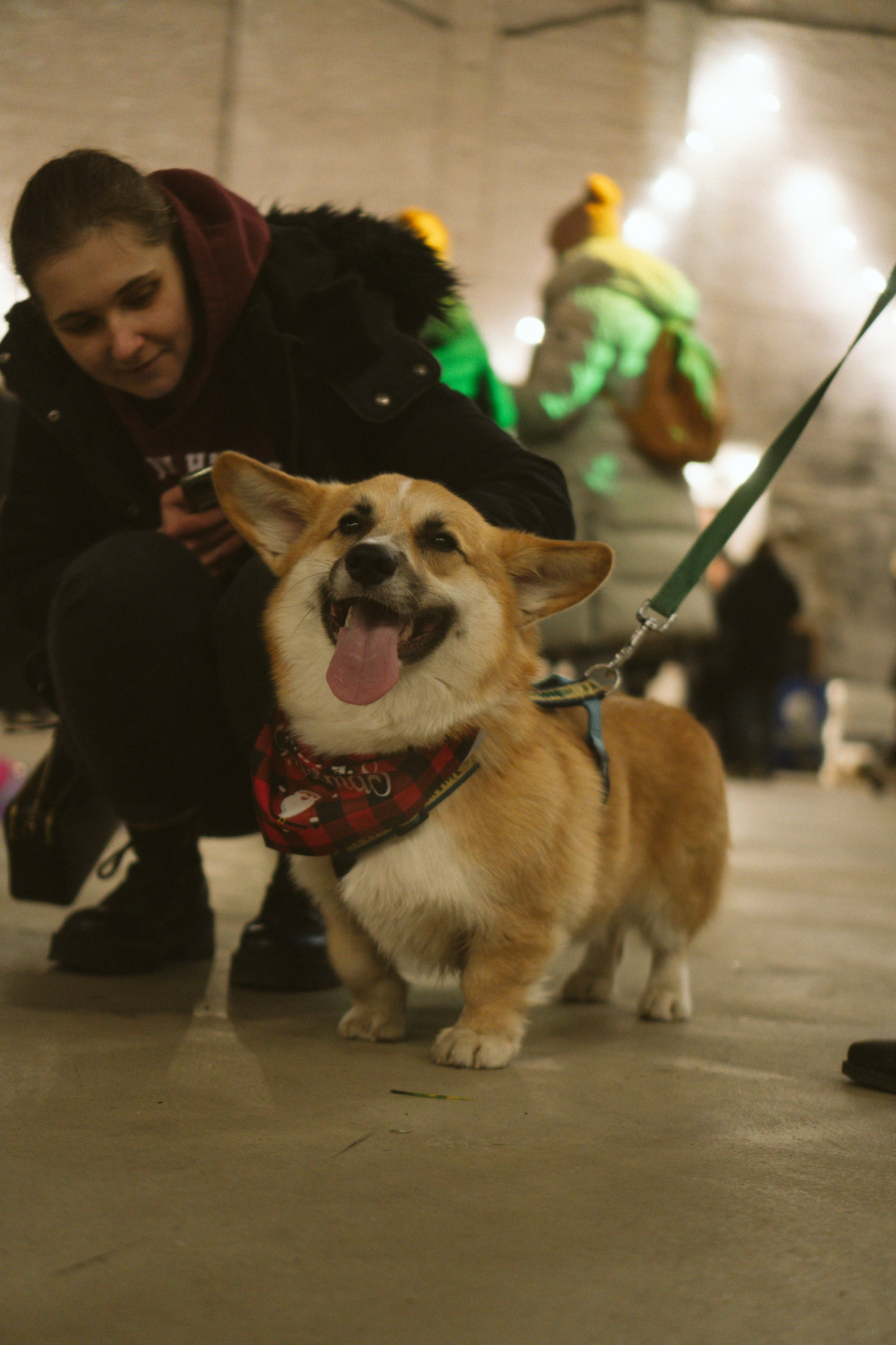 Corgi Fest, Christmas edition. Kat Laisaar — Pet photographer in Tallinn