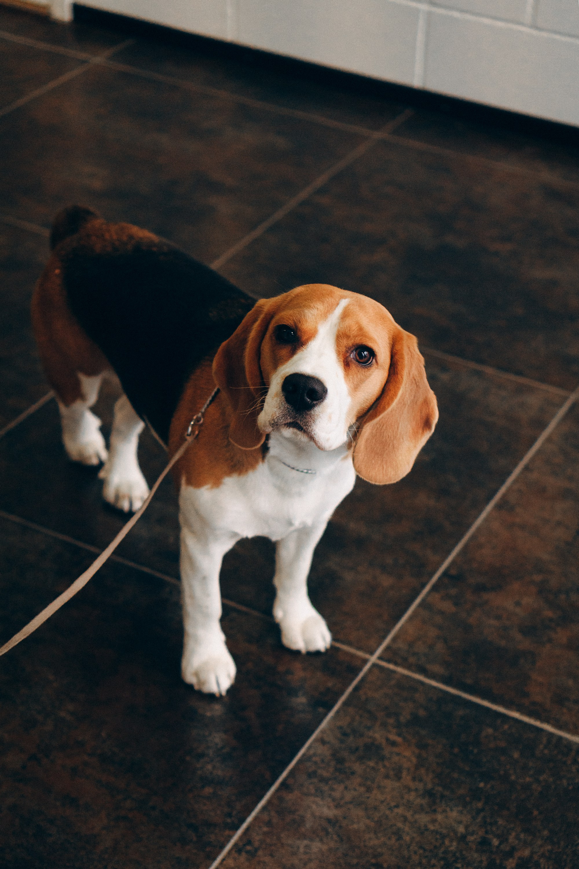 Luure & Cascada. Kat Laisaar — Pet photographer in Tallinn