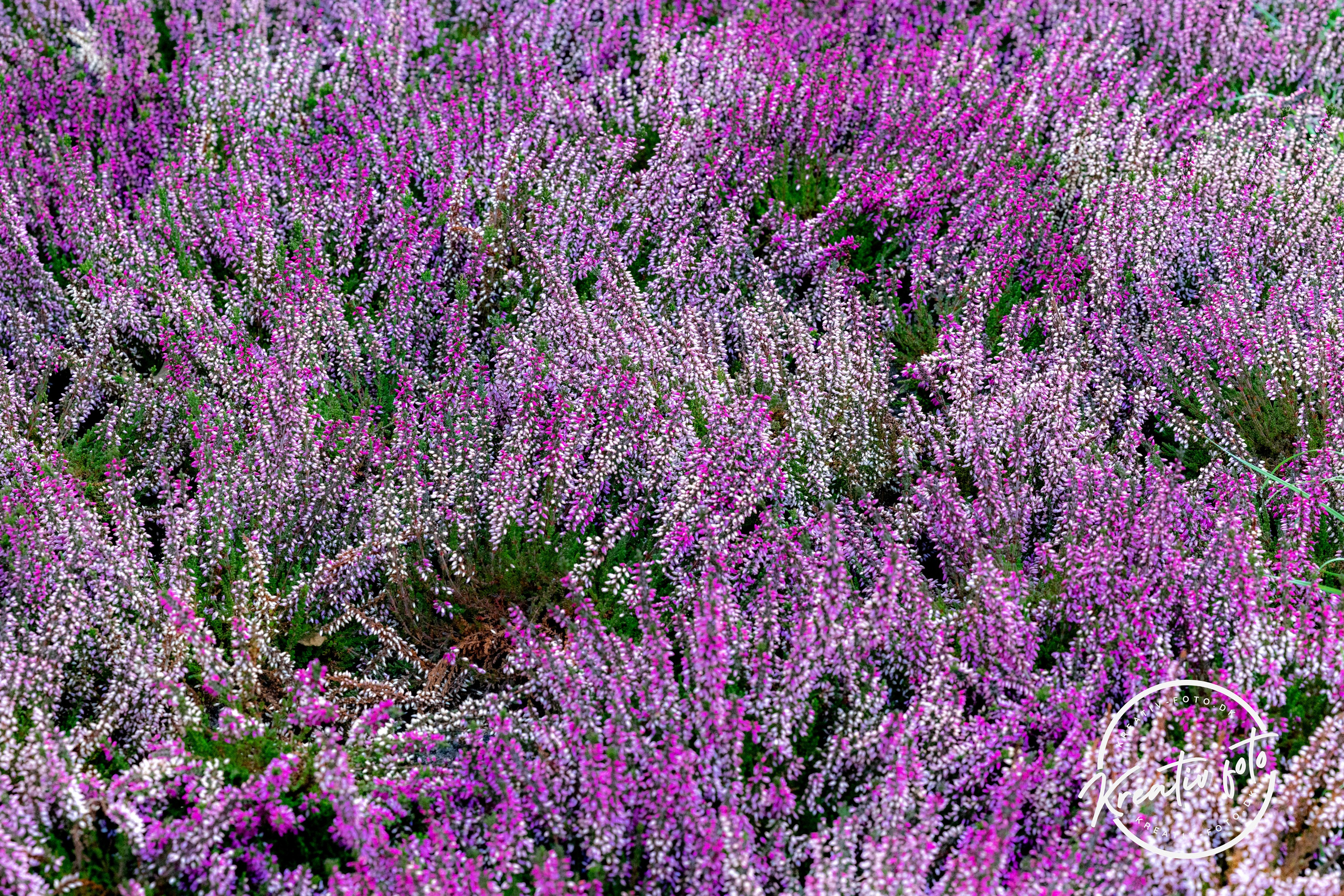 Efterår. Fotograf Aarhus | Portrætfoto Århus | Flotte billeder