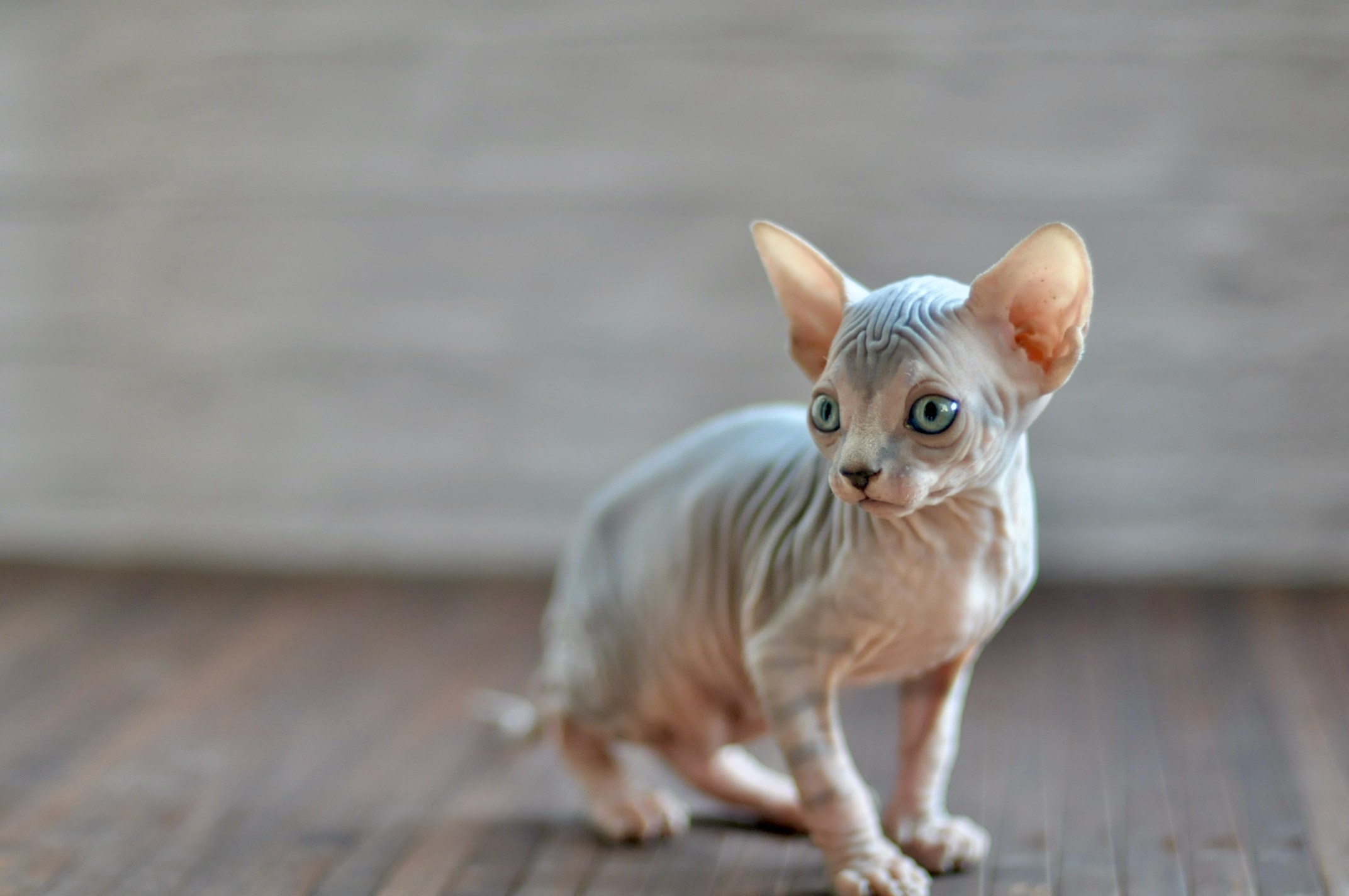 Litter E. Εκτροφείο γάτες Σφίγγα στην Λεμεσό, Κύπρος