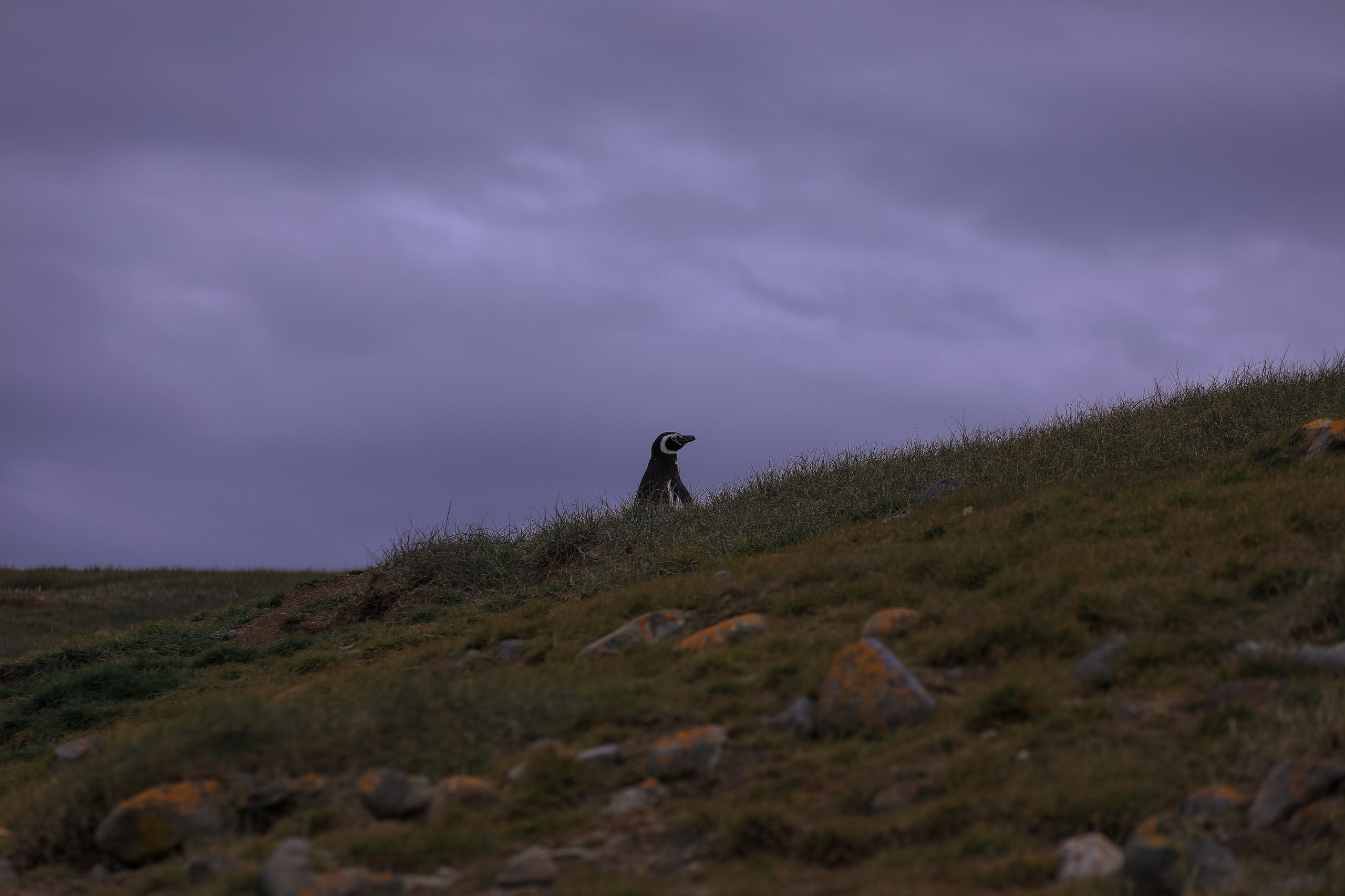 PATAGONIE. Photographe Karen Tatevosian