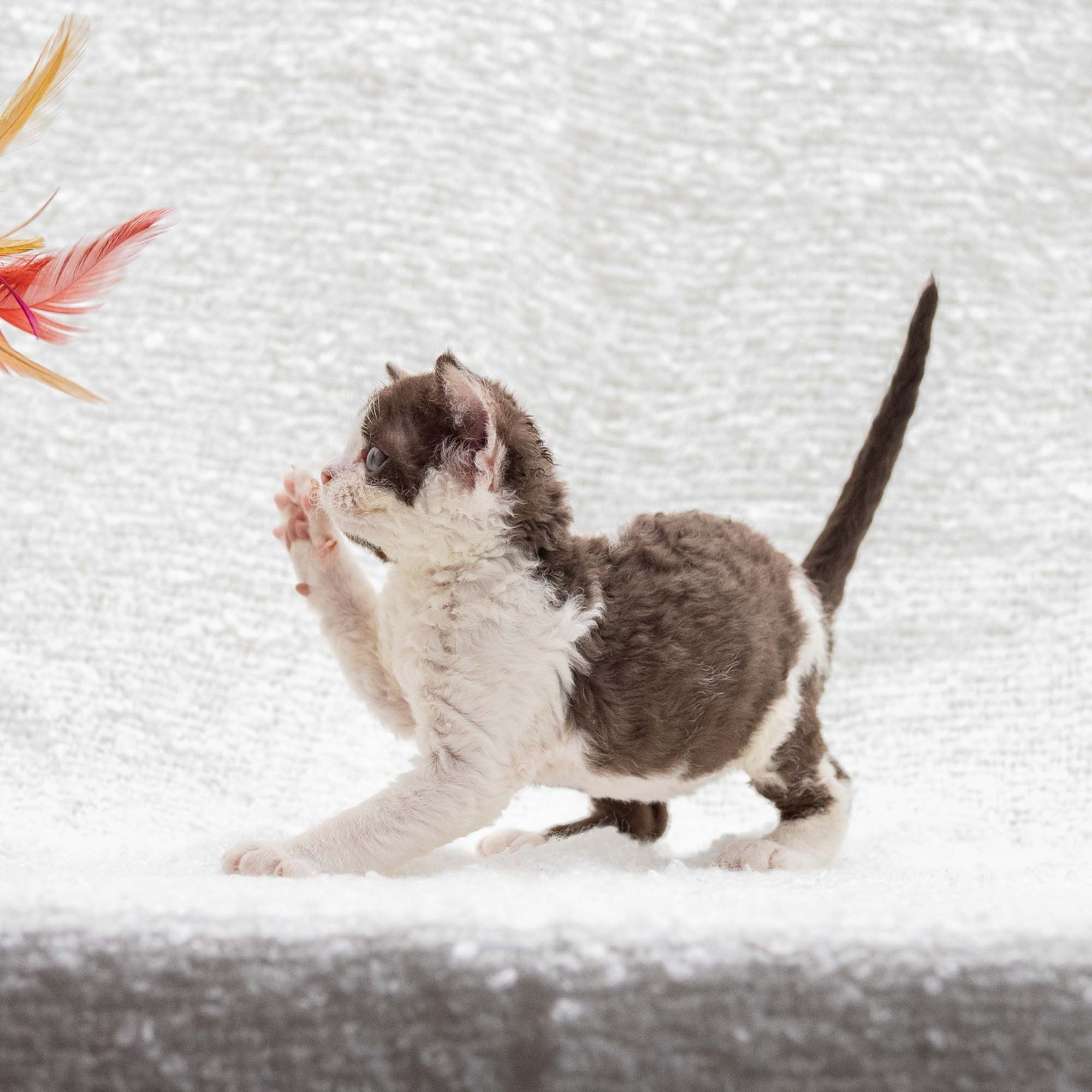 Henry,  boy, born 04.20.25. Devon Rex Pixie Cattery