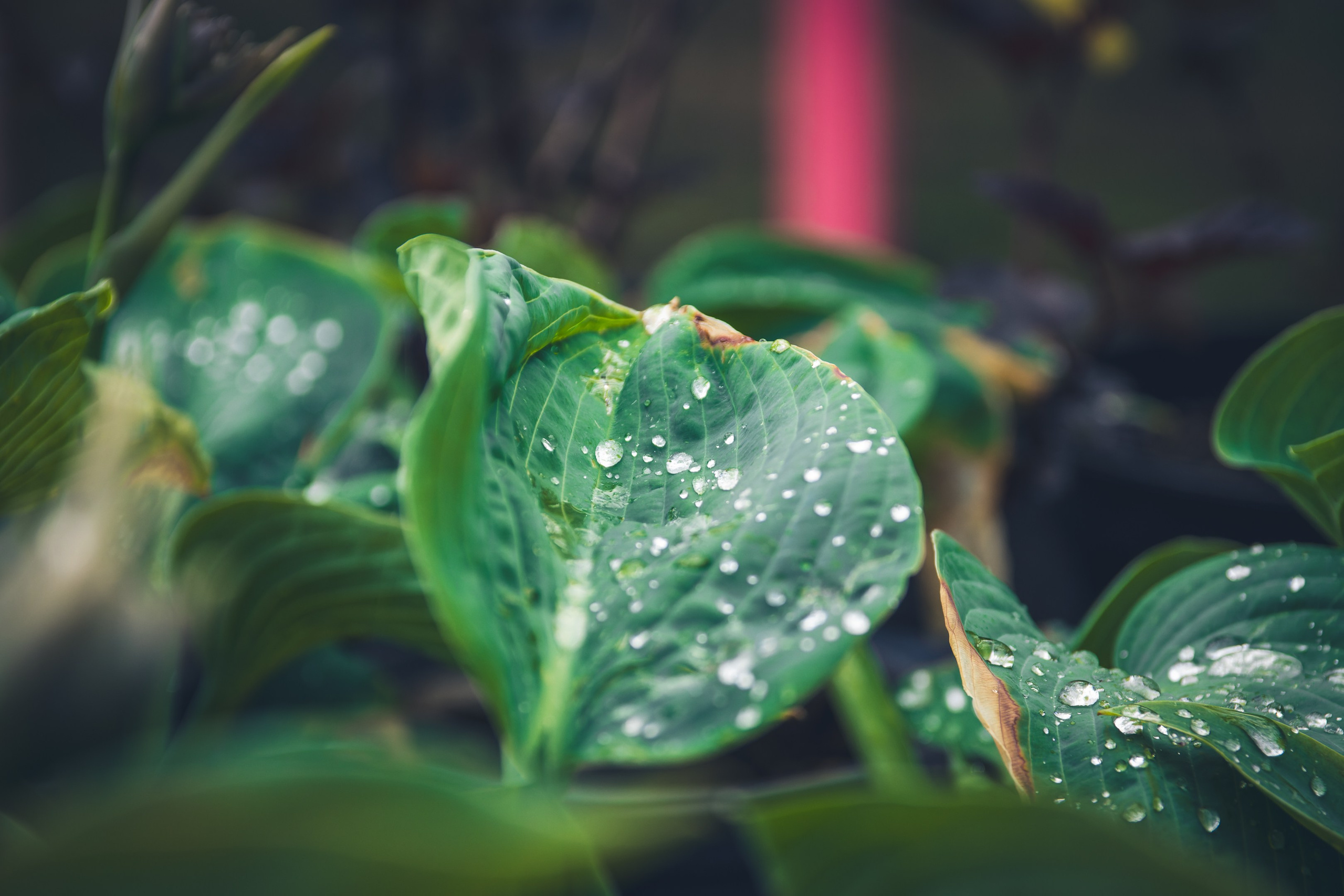 Saarema, reis. Nebula 25 — Fotod teie hingele