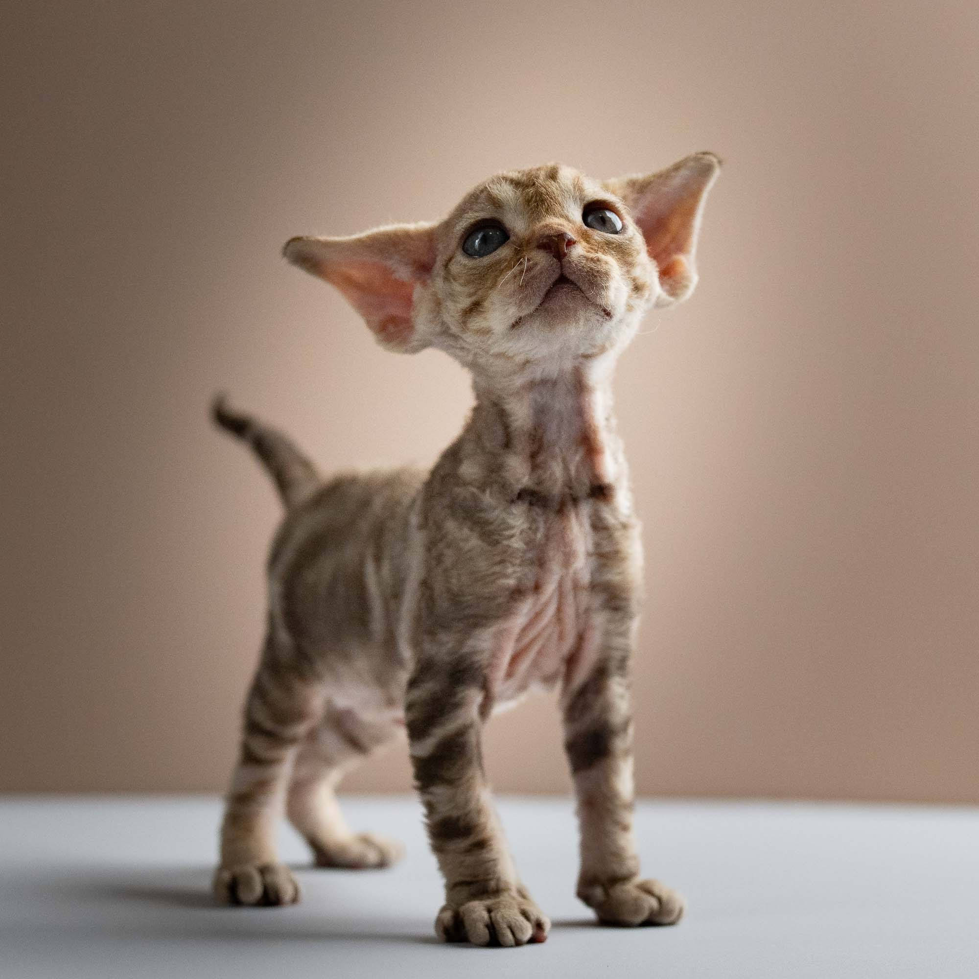 Sirius, boy, born 05.15.26. Devon Rex Pixie Cattery