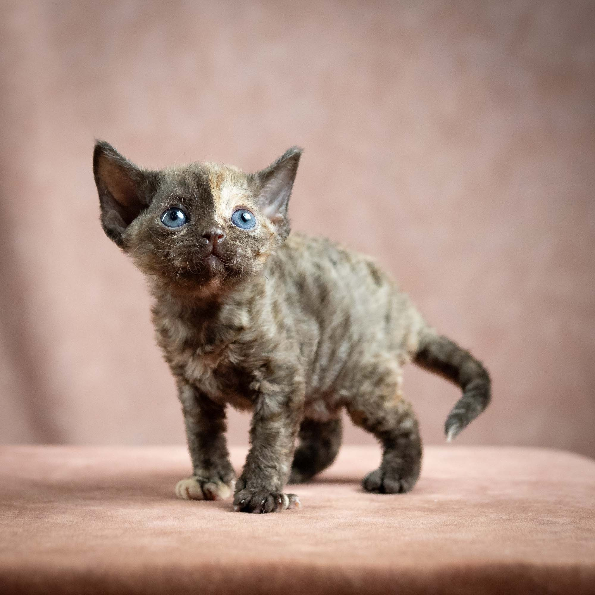 Mocha, girl, born 01.15.26. Devon Rex Pixie Cattery