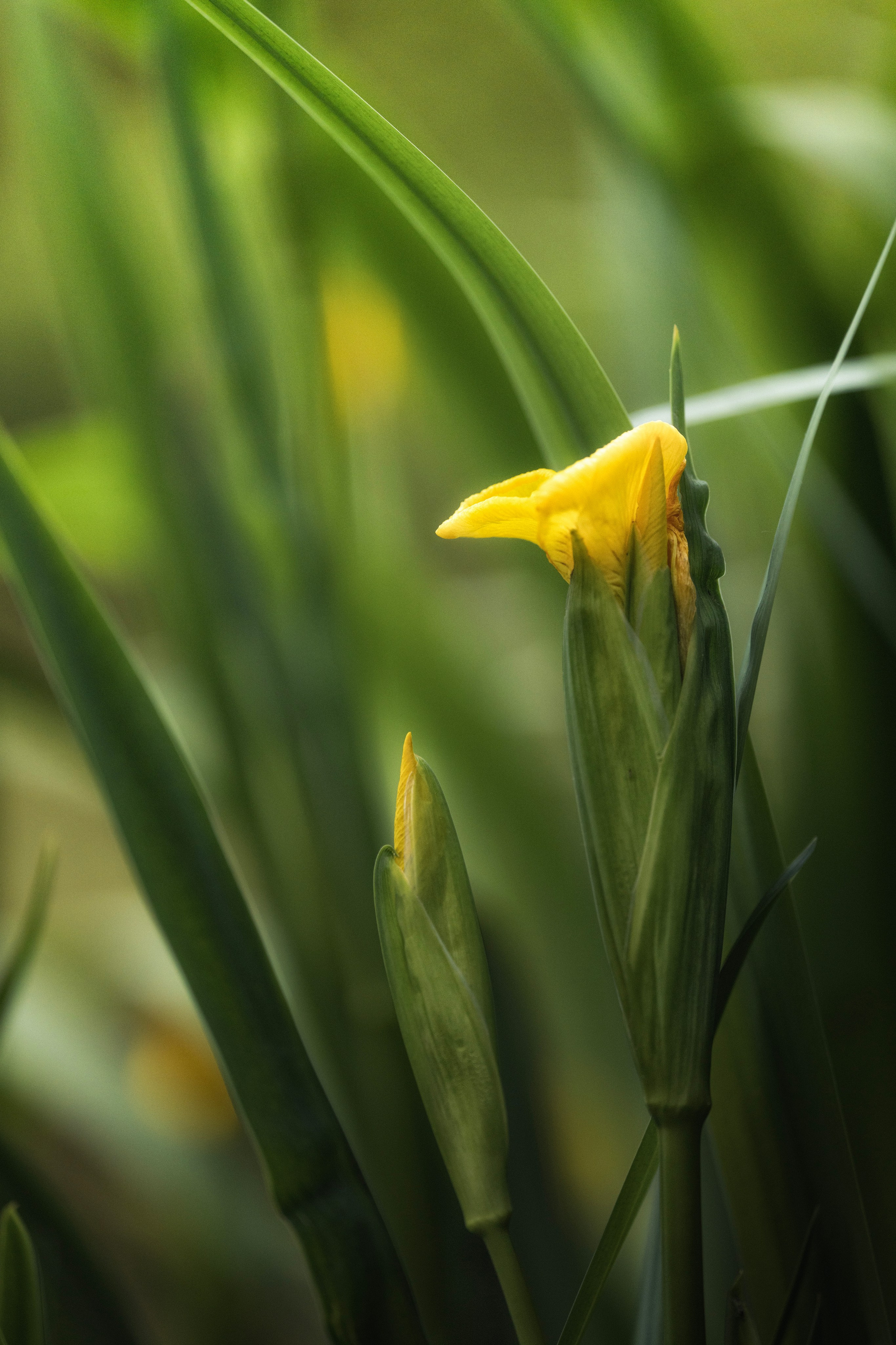 Blumen. LUKIN IGOR Photography
