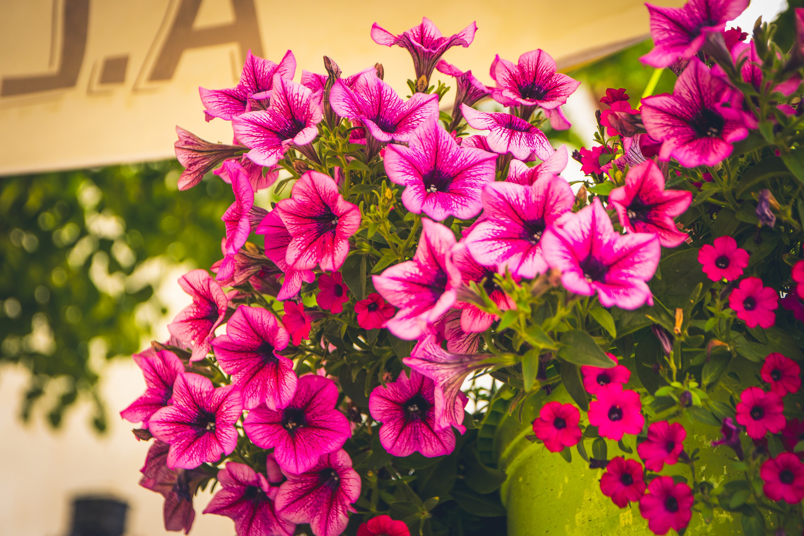 Saarema, reis. Nebula 25 — Fotod teie hingele