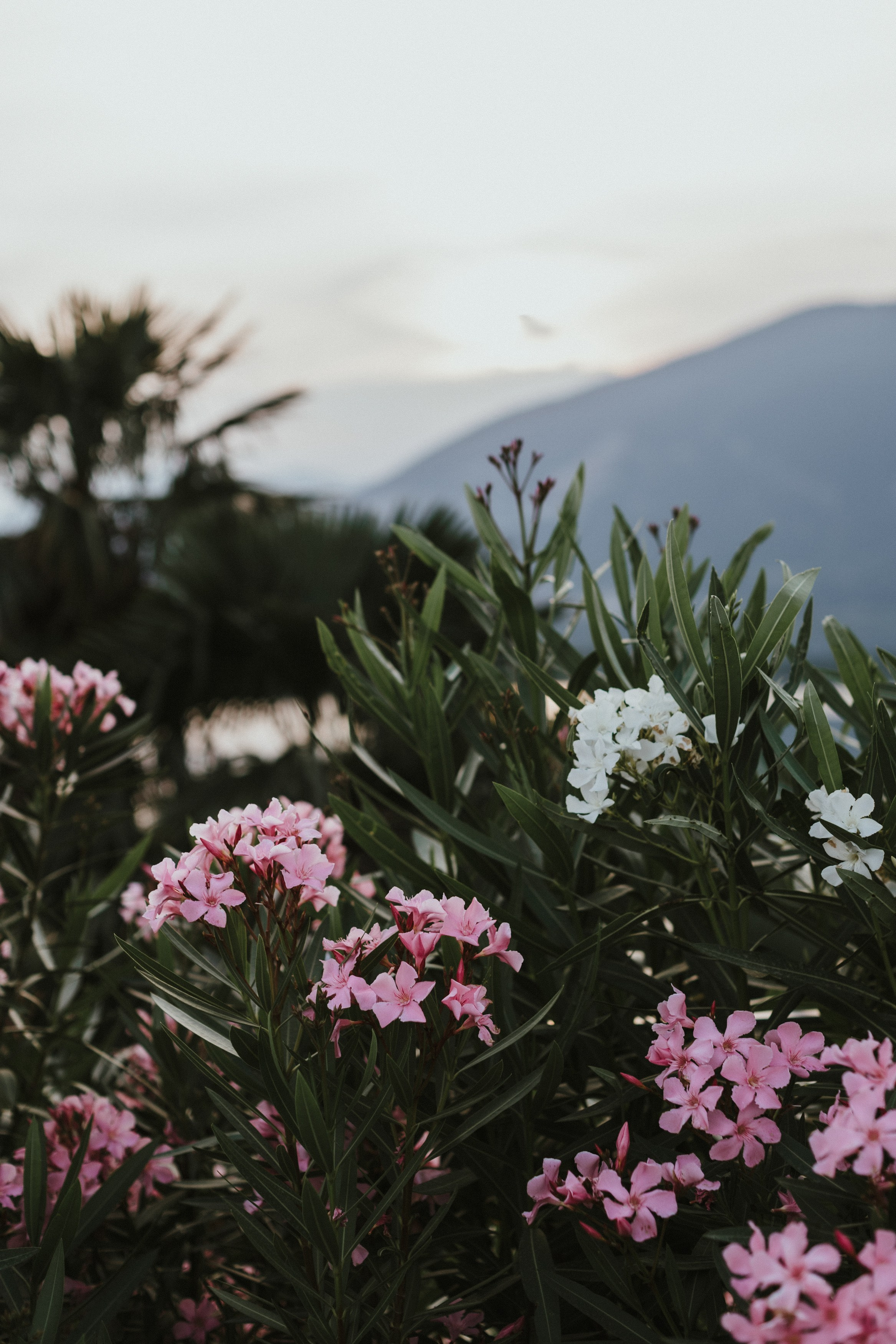 Weddings. Destination Wedding photographer in Sharm el Sheikh, Egypt