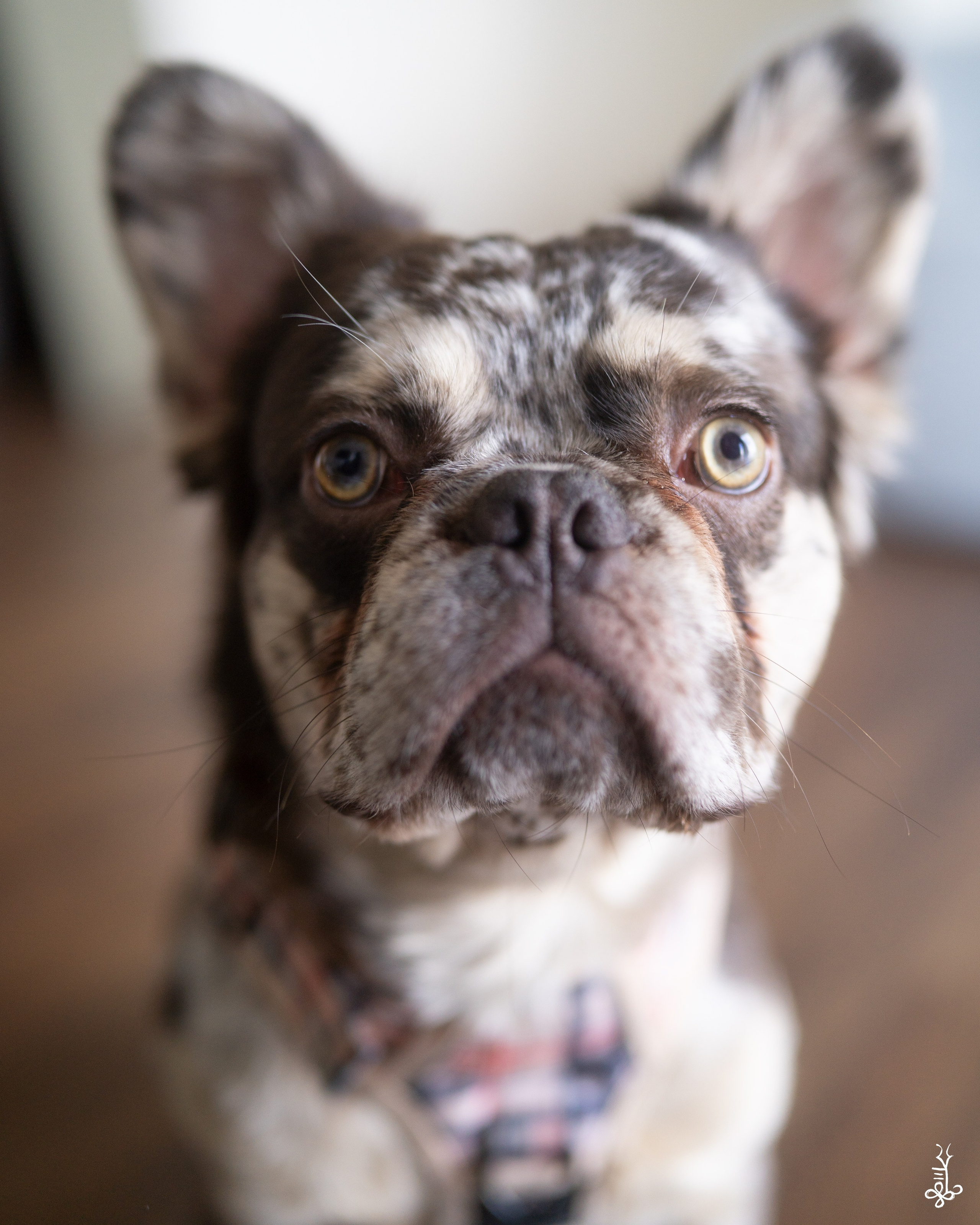 SEVAEH DOG. Ke’Ondris