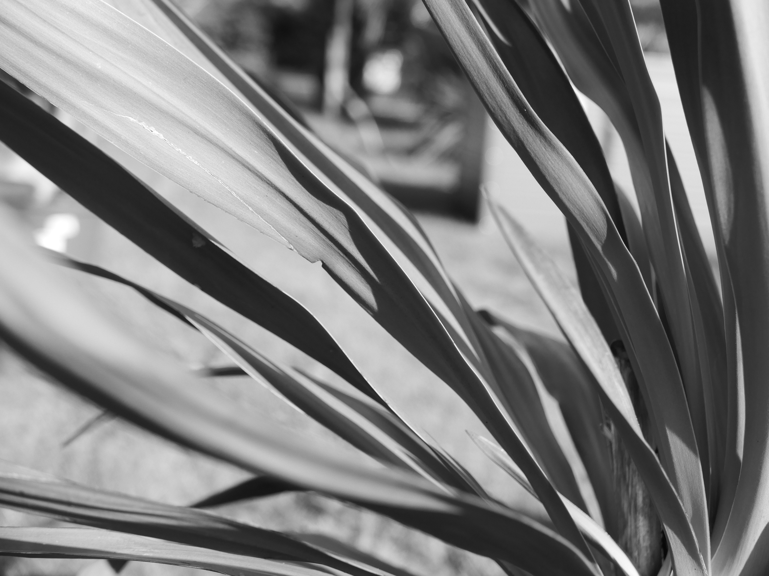 Natur. Foto som Kunst. Anastasia Majestic Kunstkaper, Make-up Artist, Stylist