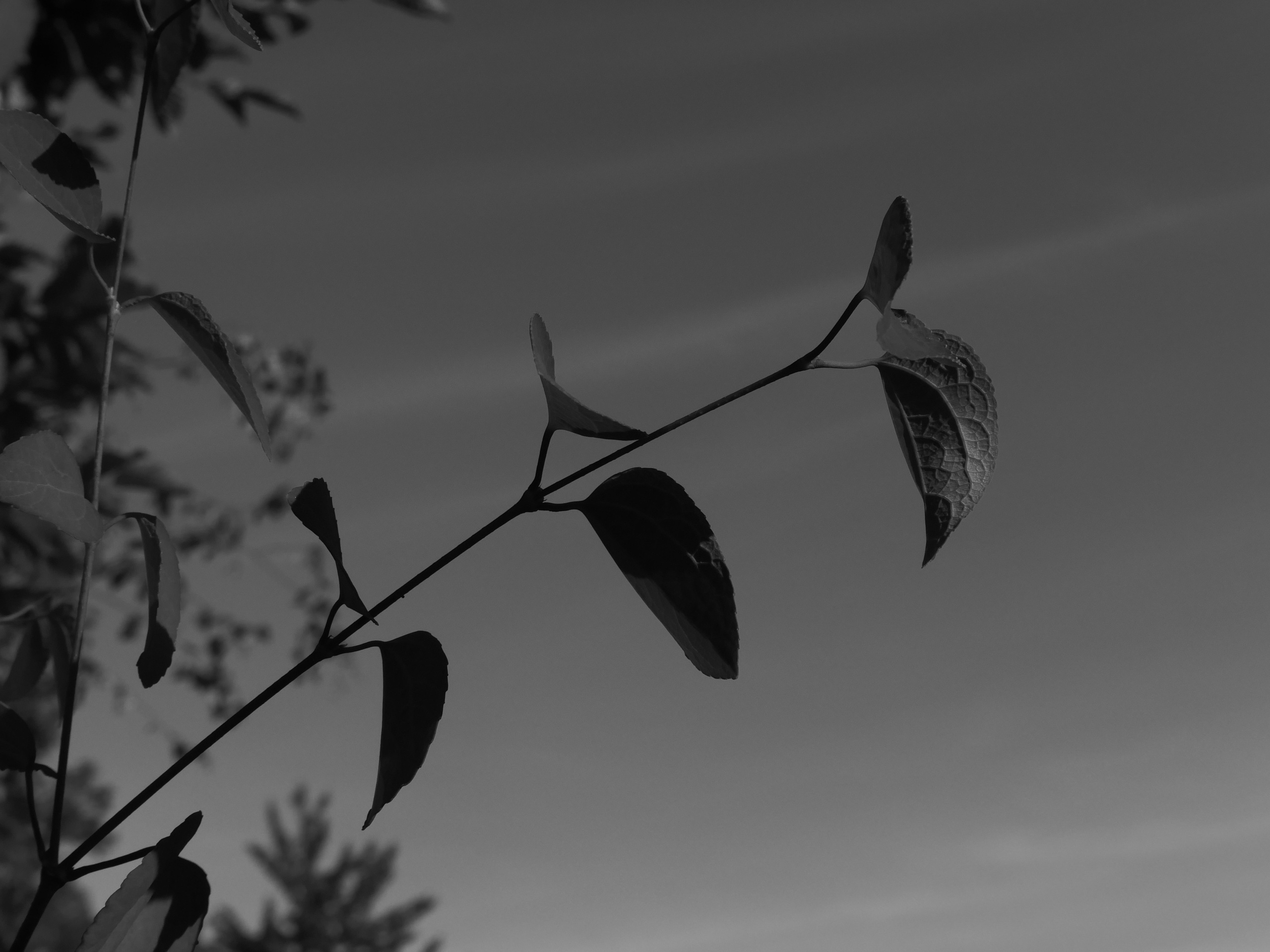 Natur. Foto som Kunst. Anastasia Majestic Kunstkaper, Make-up Artist, Stylist