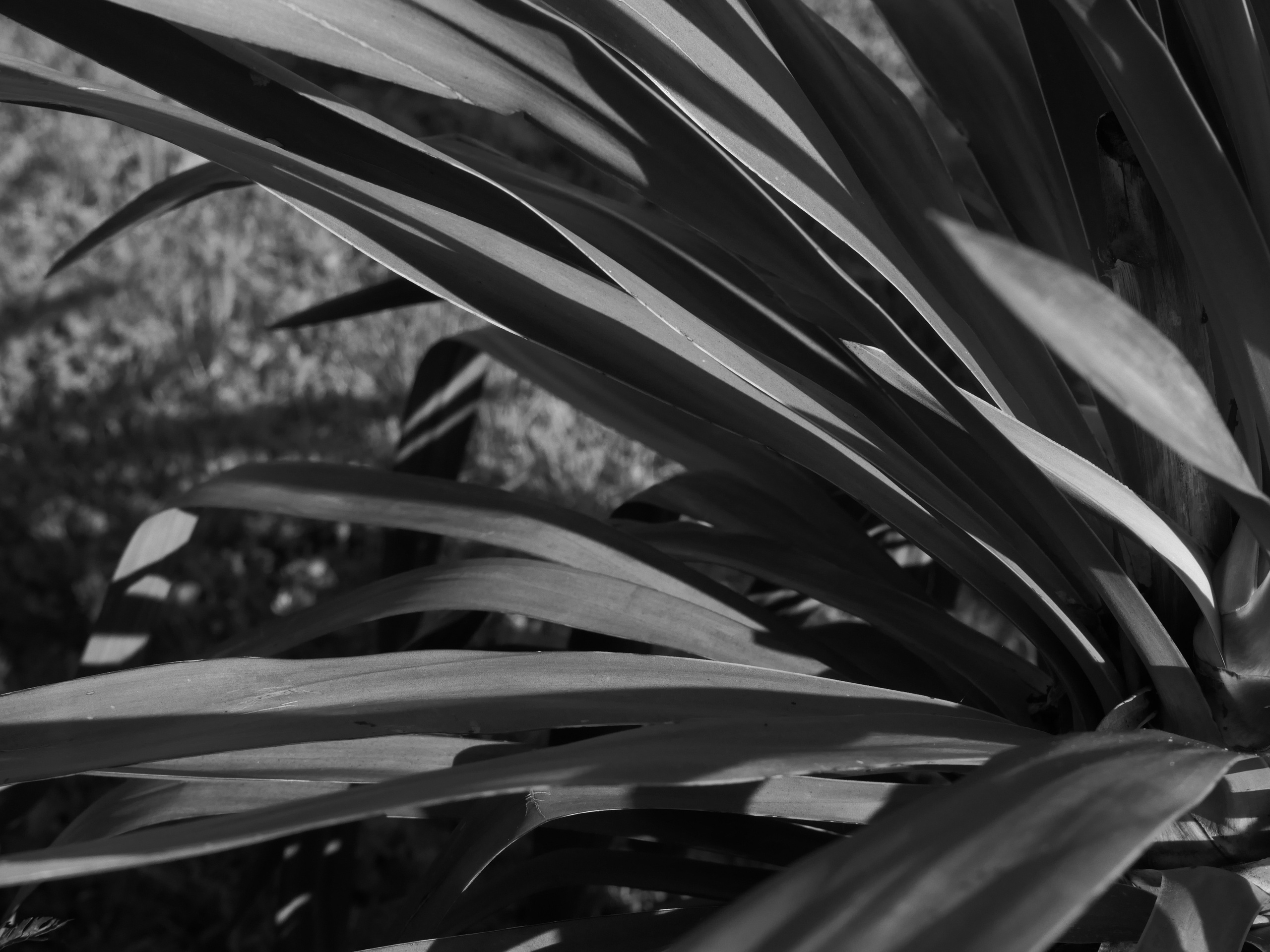 Natur. Foto som Kunst. Anastasia Majestic Kunstkaper, Make-up Artist, Stylist