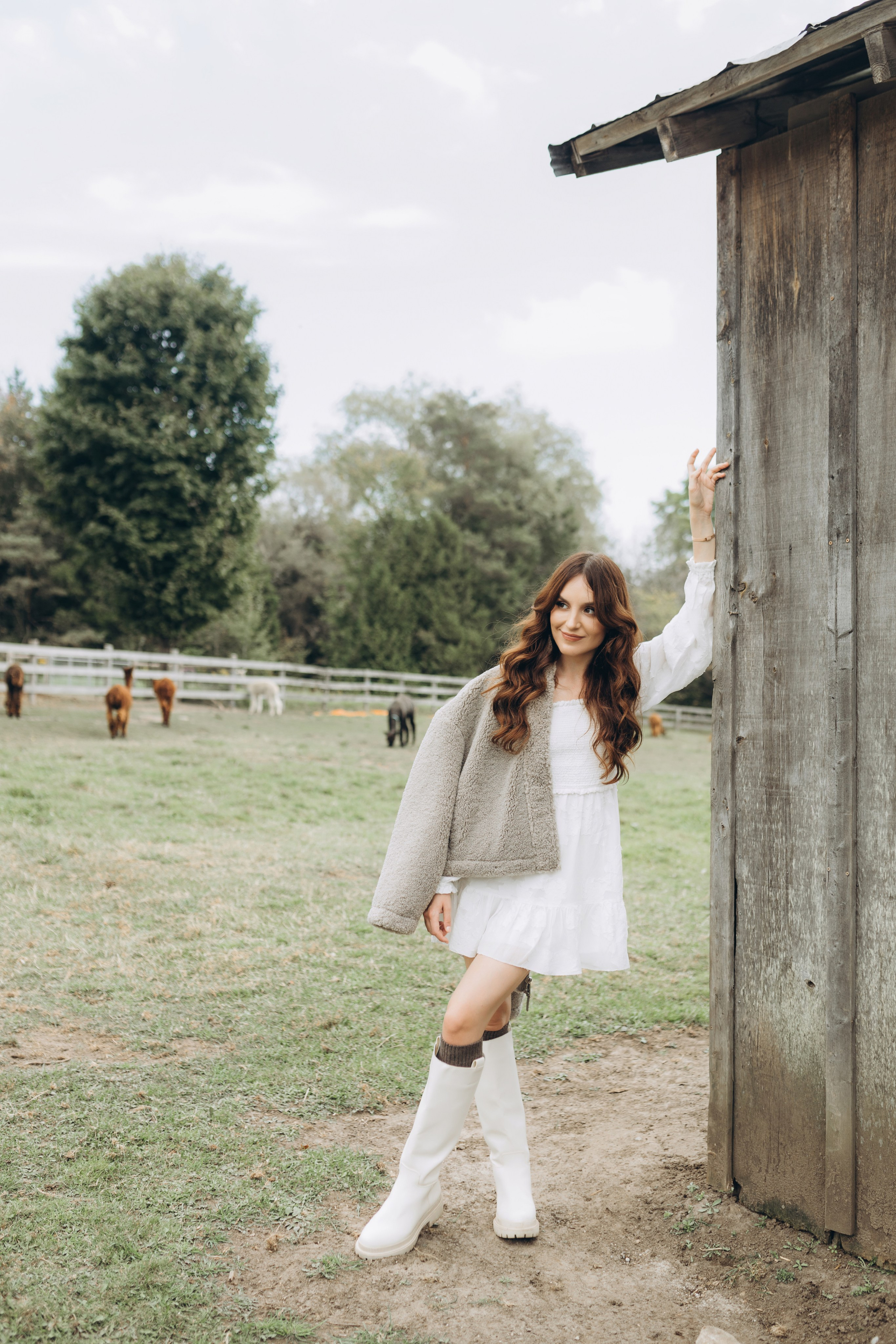 Alpacas Farm. Chernenko.photography