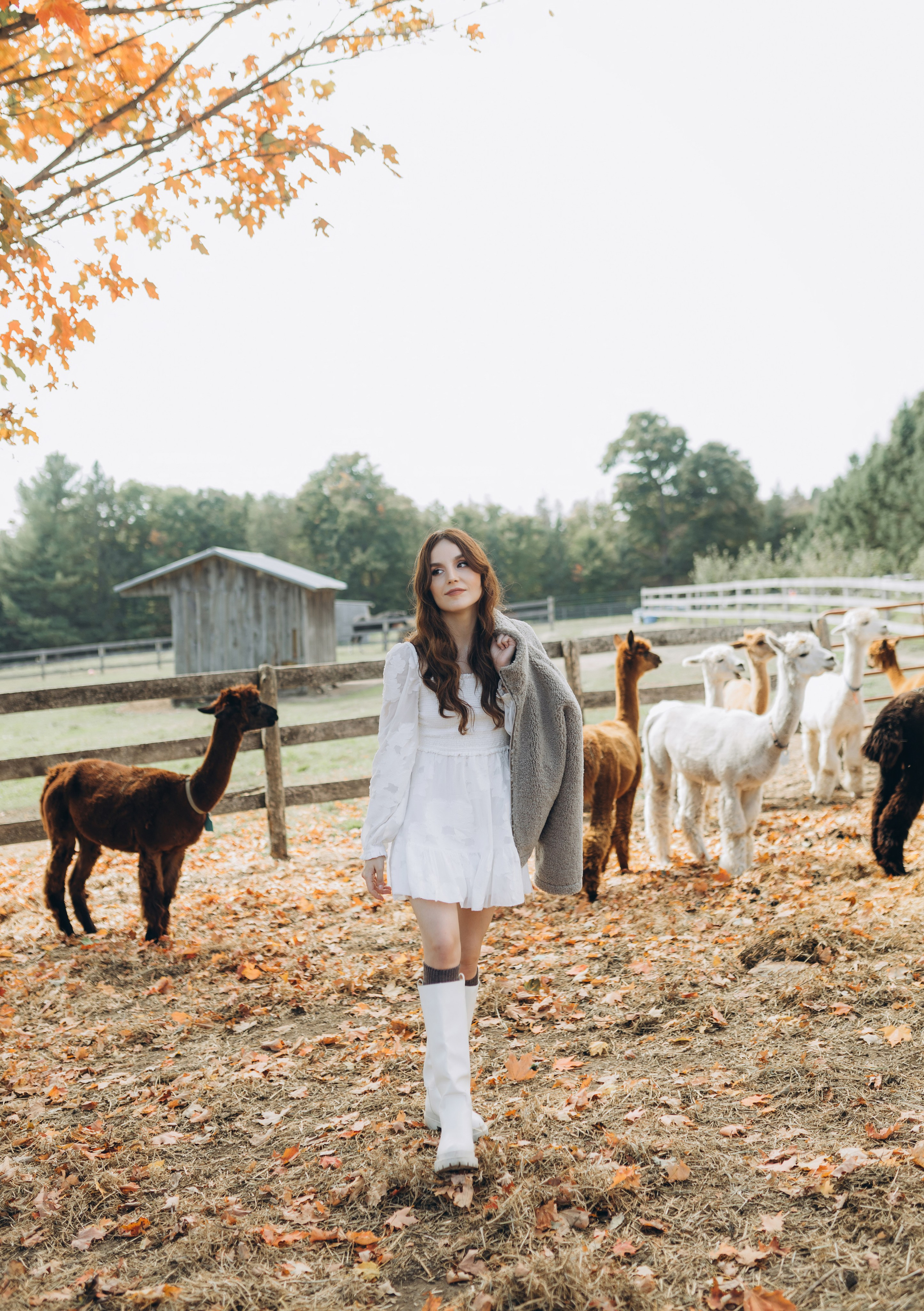 Alpacas Farm. Chernenko.photography