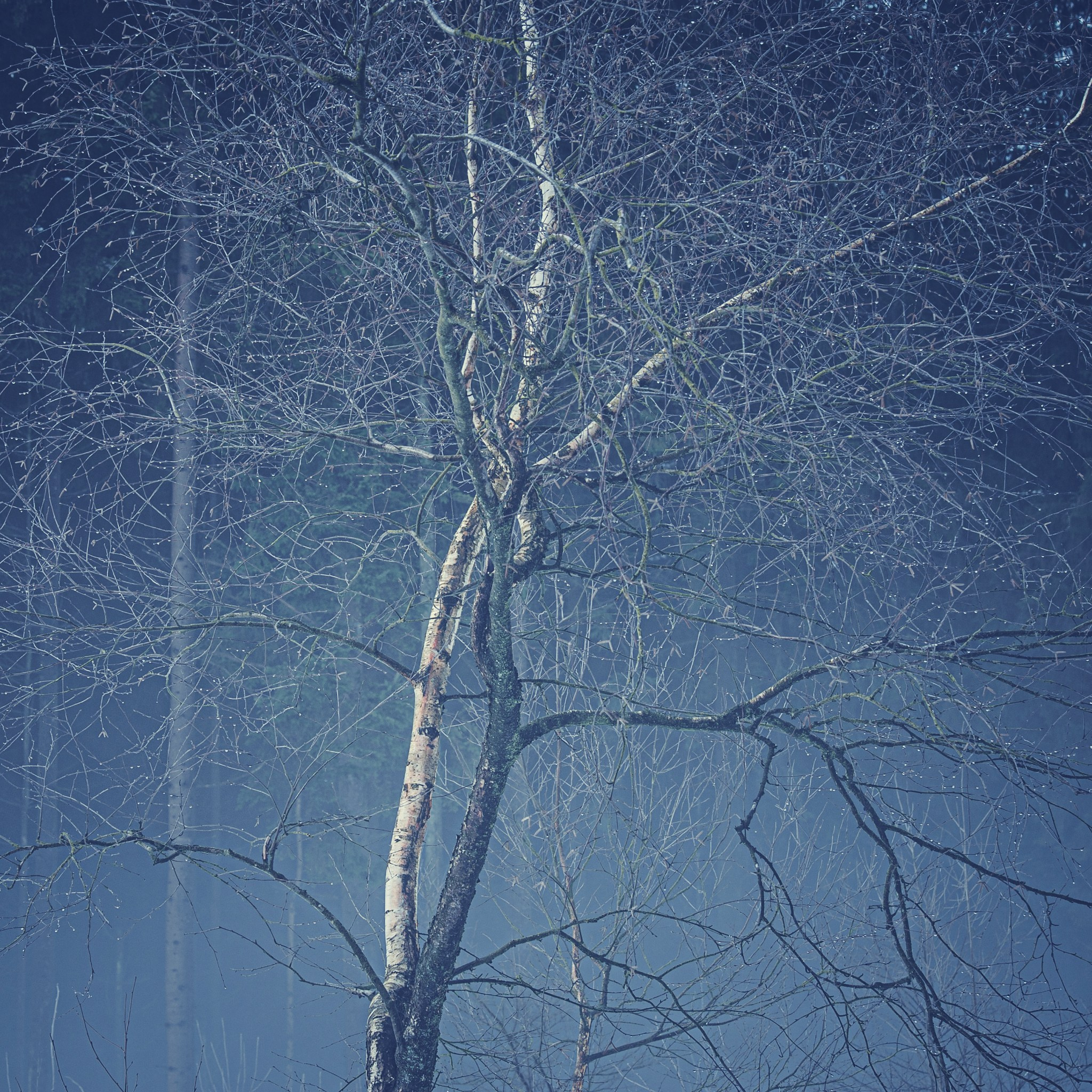 Woodlands. Nature Photographer and Videographer from Germany