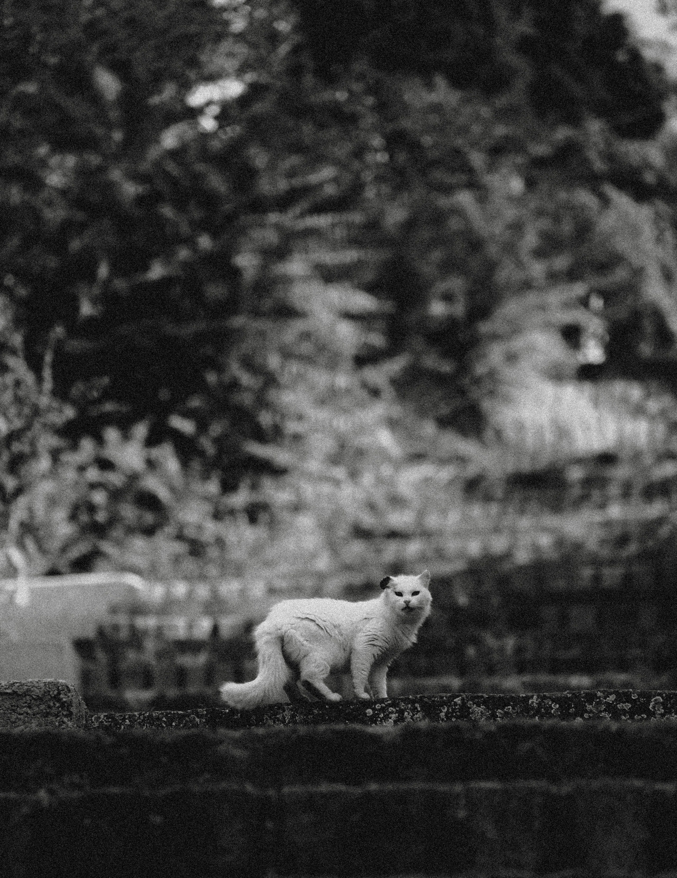 СТАМБУЛ. Стрит-фотография, полная абсурда, идиотизма и красоты