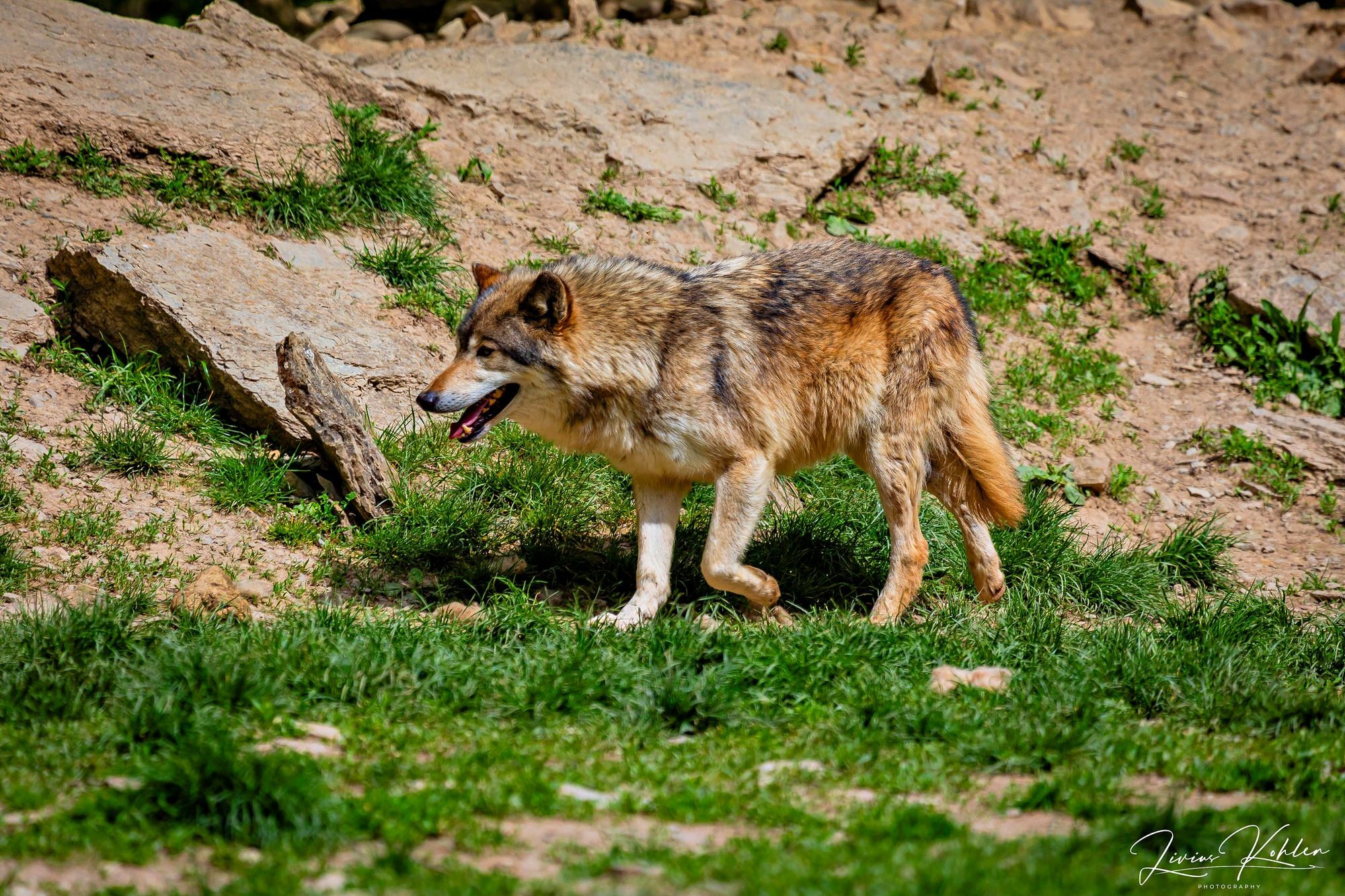 Wildpark Bad Mergentheim. FOTO KREATIV