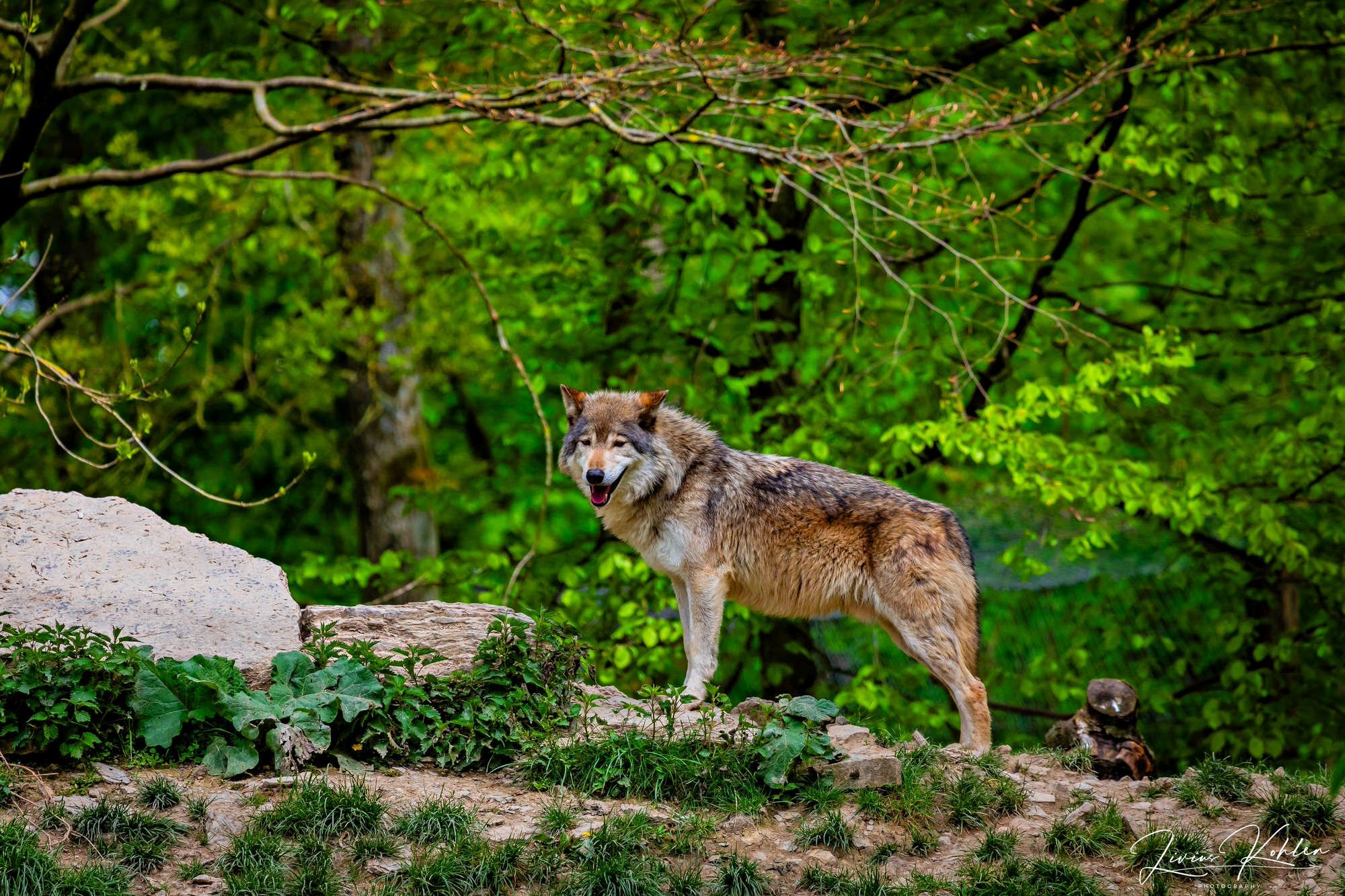 Wildpark Bad Mergentheim. FOTO KREATIV