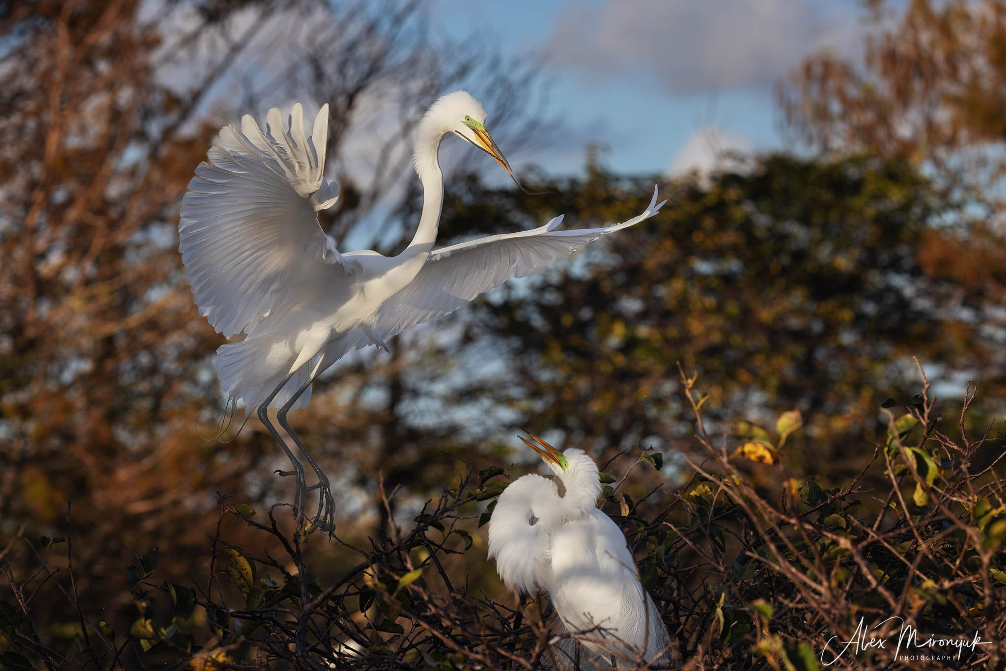 Exploring True Florida: Springs, Rivers & Manatees by Canoe. Pet, Senior, Landscape, portrait studio, photographer in Miami and Sou
