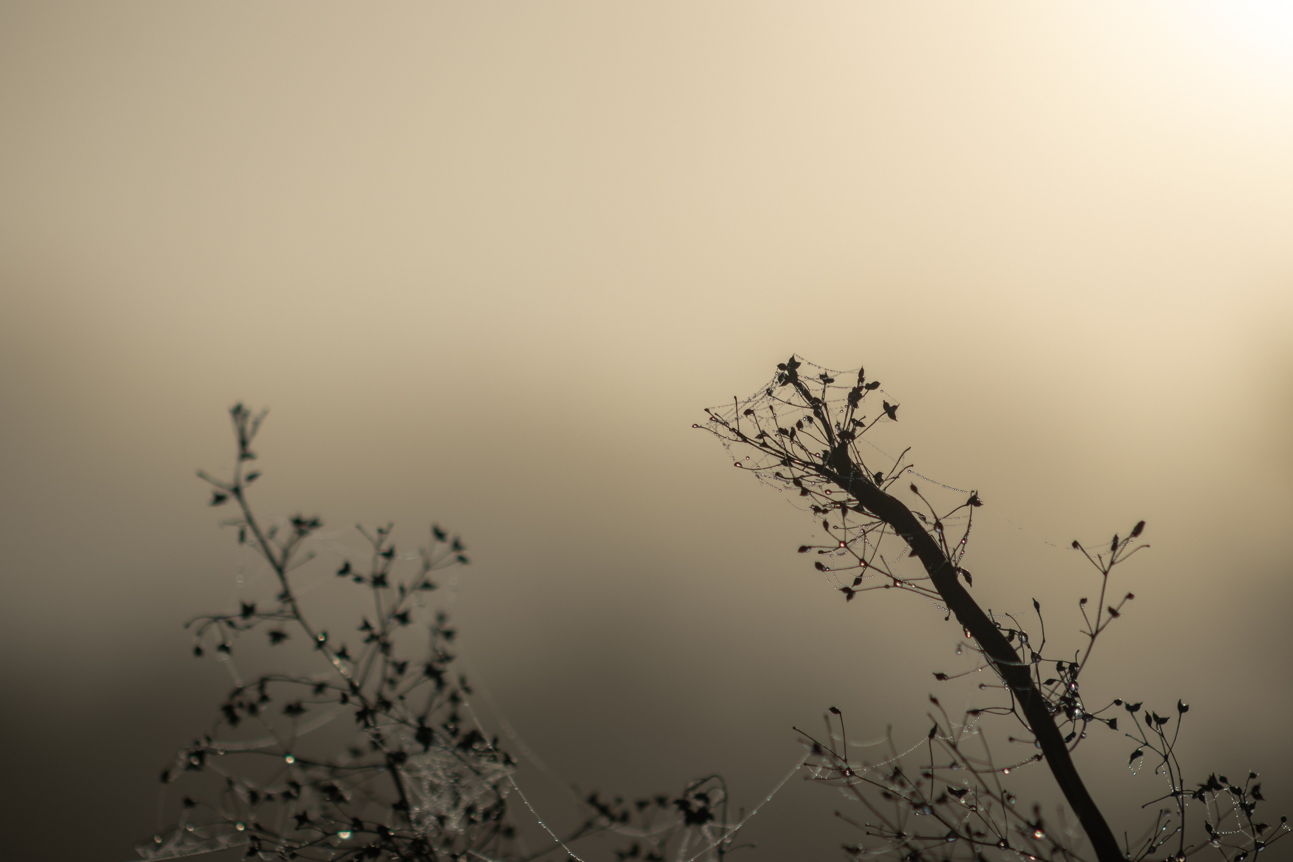 Nature. Portrait and Street photographer in Vilnius Edgar Shaipunas