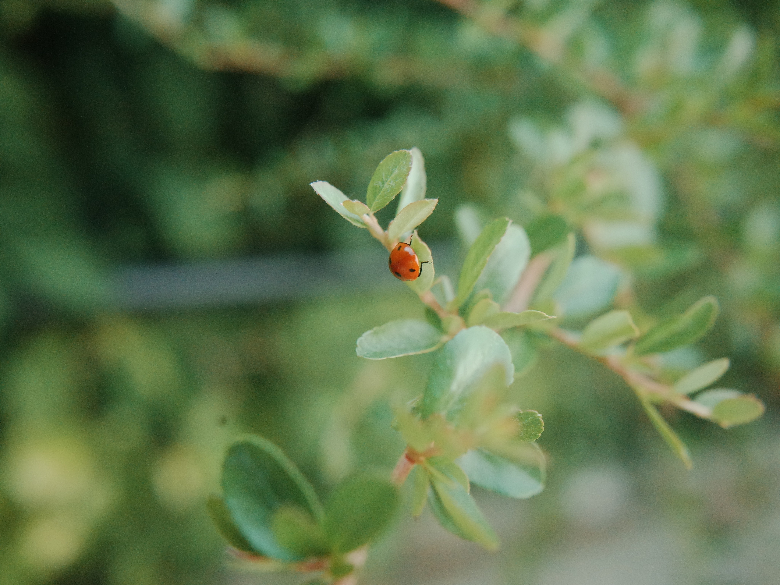 Garden of Forking Paths. Victoria Dini. Art photography in London / Folkestone, UK