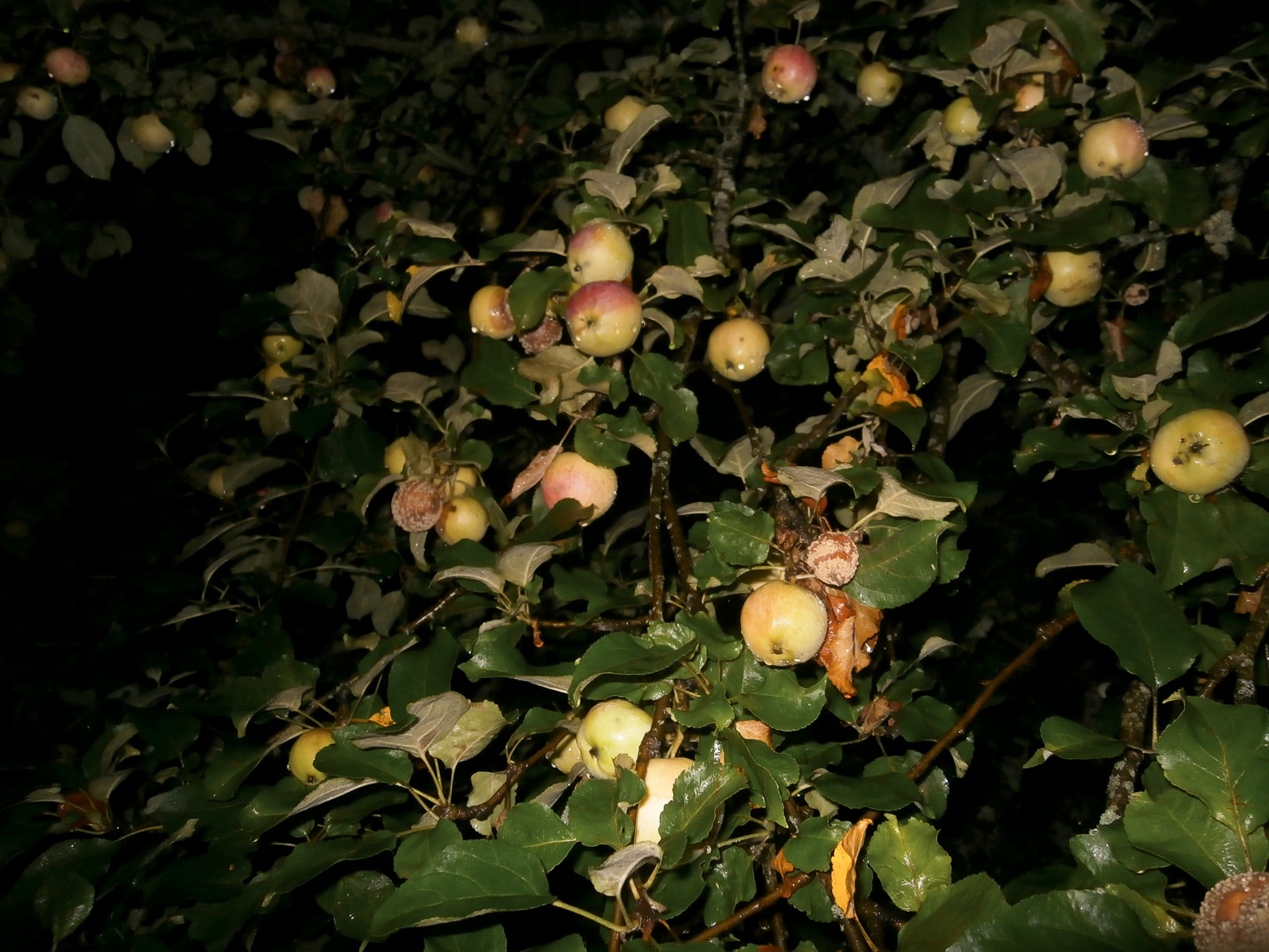 Лидочка. Sasha Ivanov — Documentary photographer