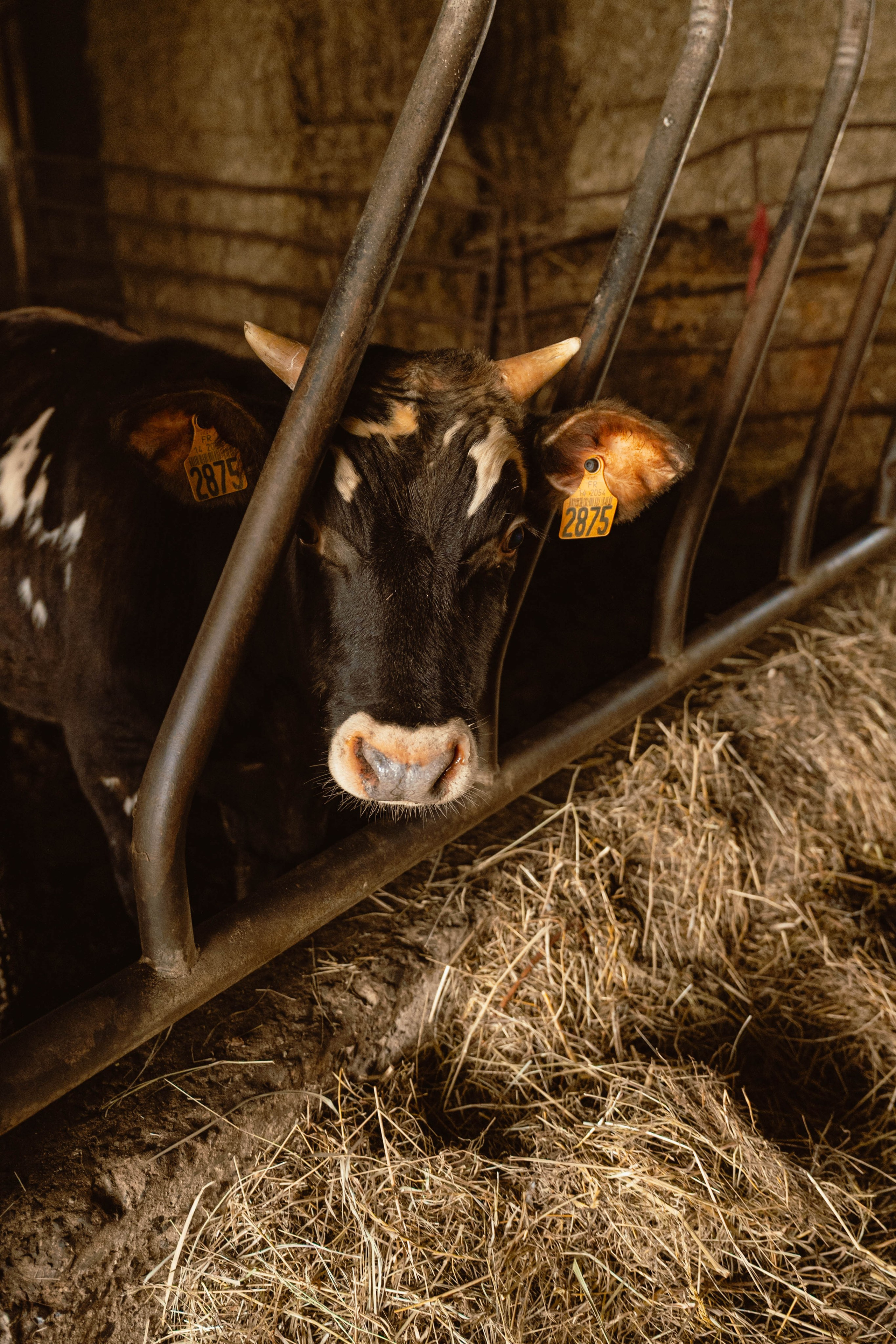 Solidur. Weeding photographer / event / portrait