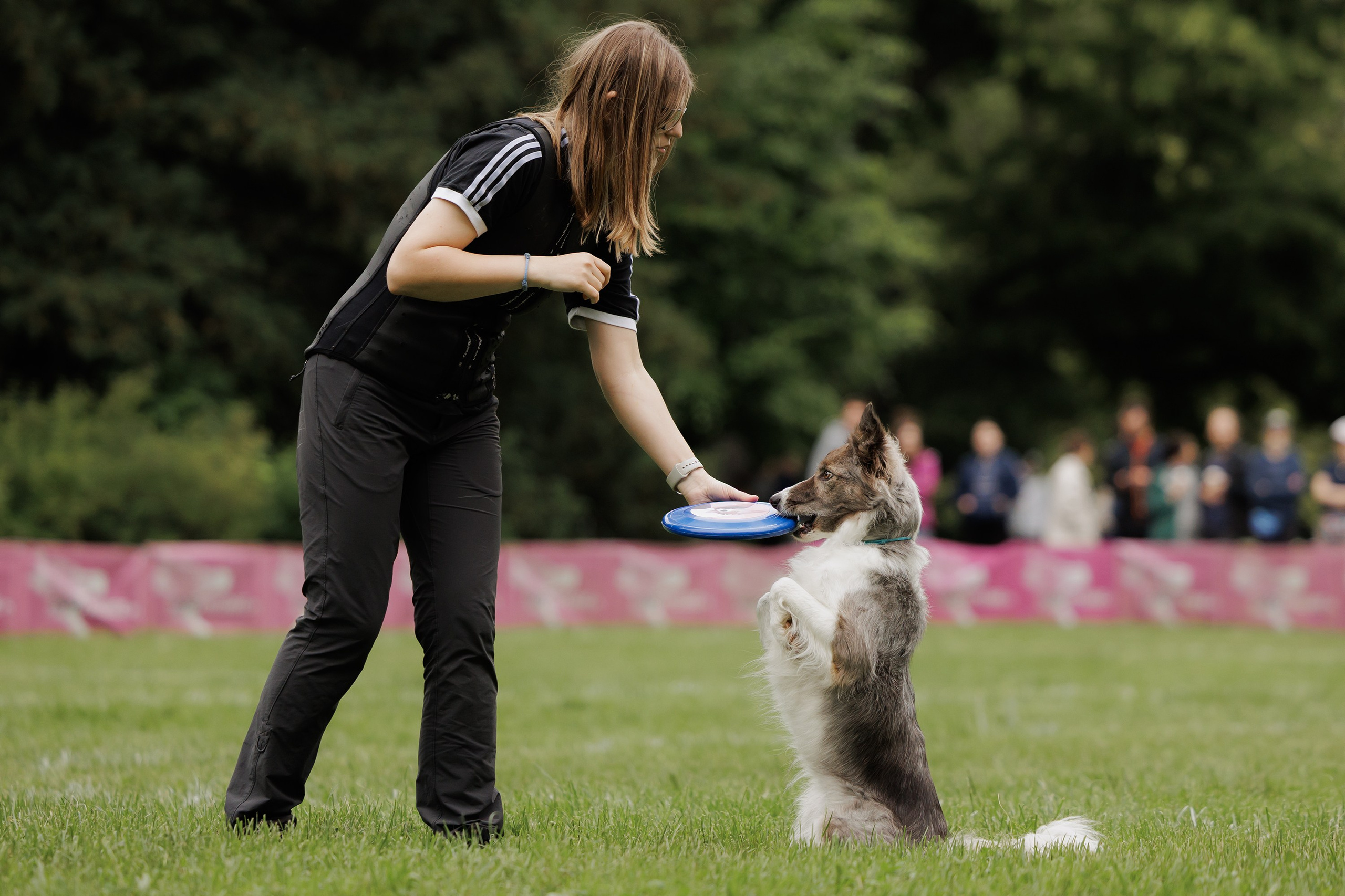 Latające psy, Wrocław'25. Kaja | fotograf psów we Wrocławiu