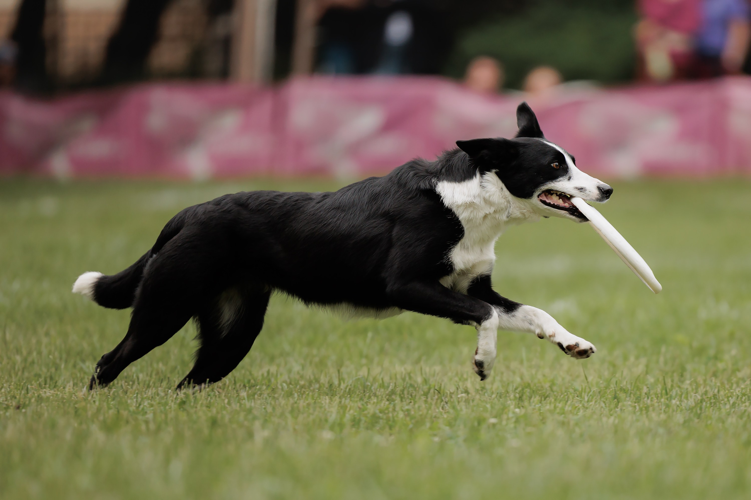 Latające psy, Wrocław'25. Kaja | fotograf psów we Wrocławiu