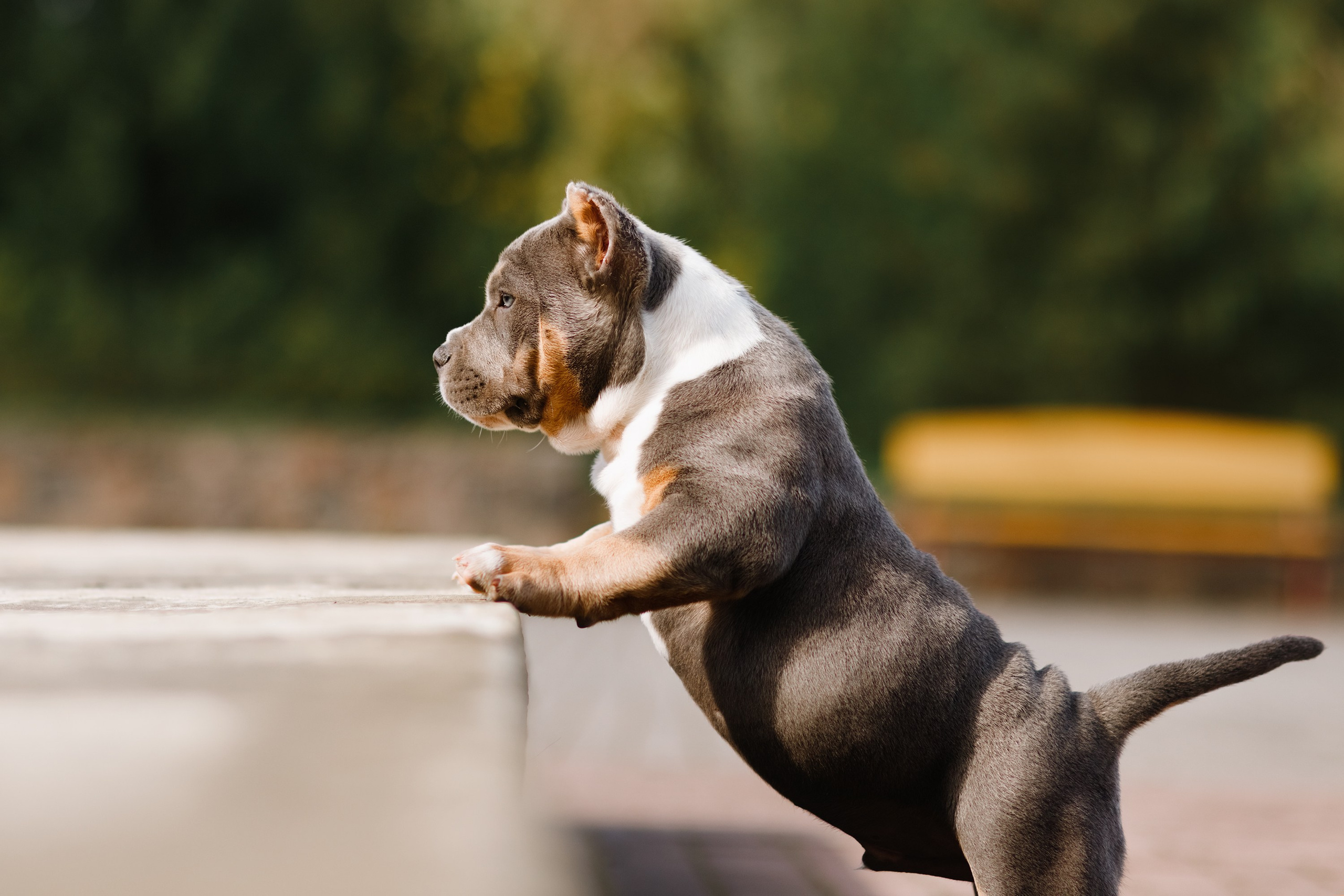 Bullie puppies. Kaja | fotograf we Wrocławiu | ludzie i psy