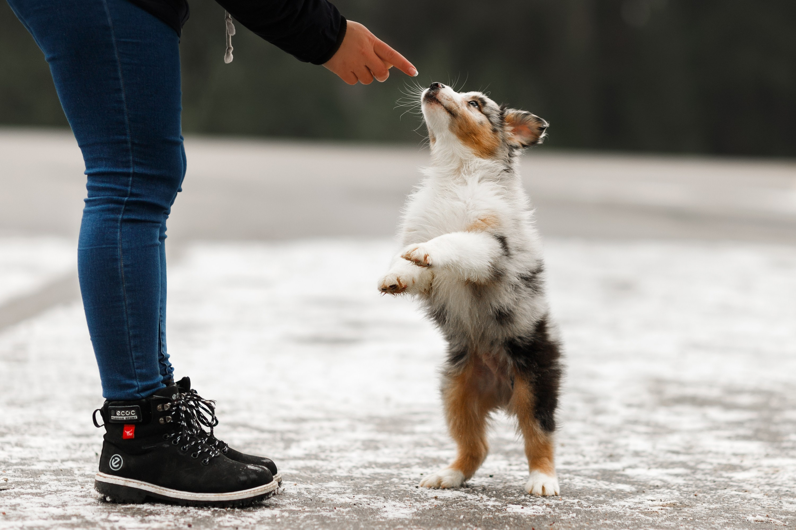 Pack of aussie puppies. Kaja | fotograf psów we Wrocławiu