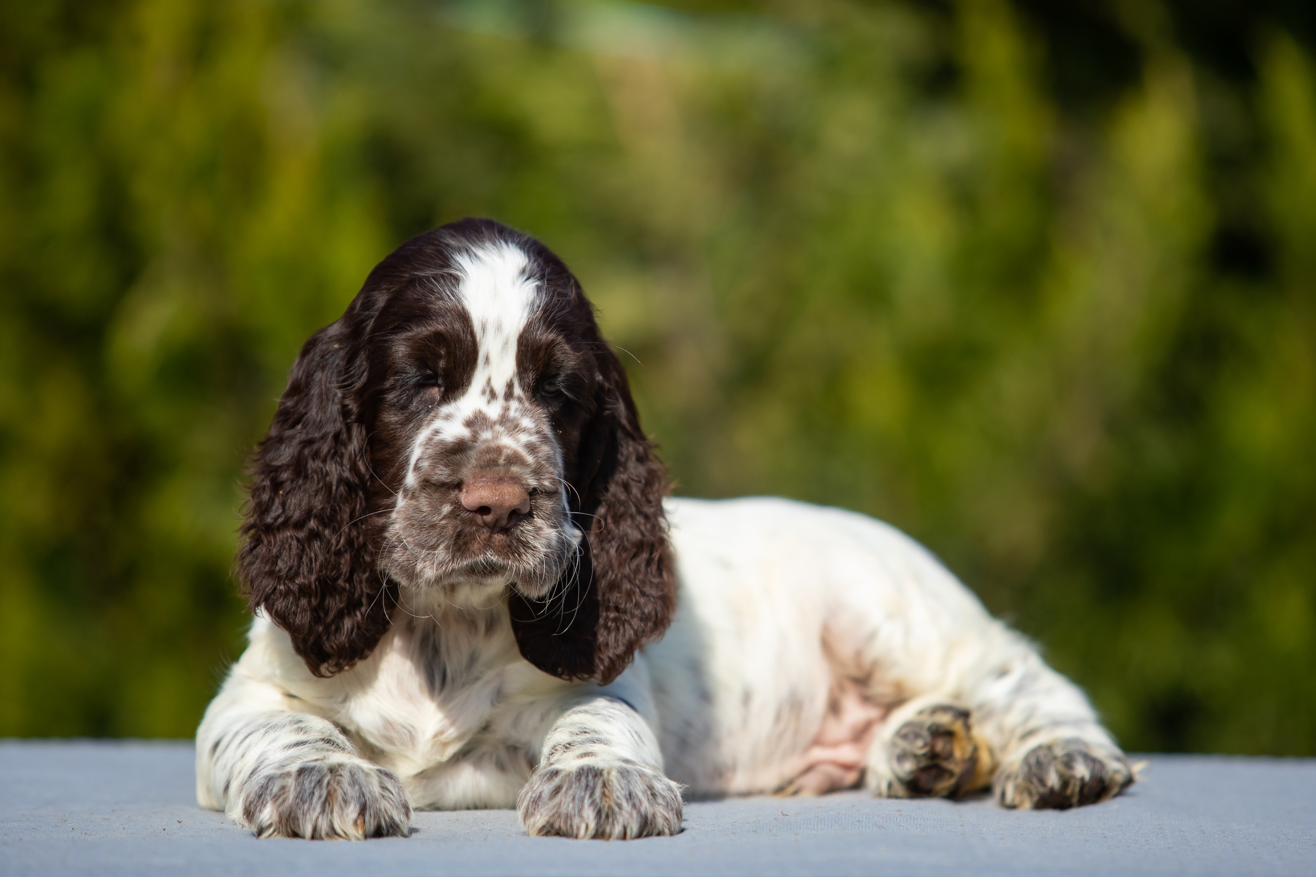 Male — Blue collar 💙. Website of the titled stud dog of the Springer Spaniel breed