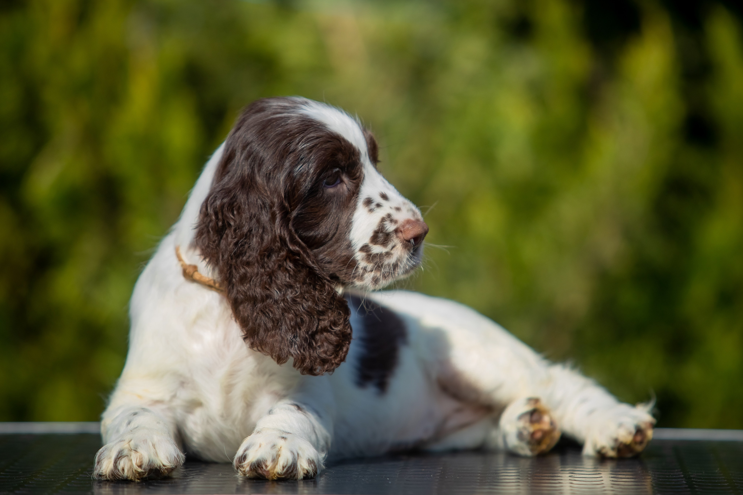 Female — Grey collar 🩶. Website of the titled stud dog of the Springer Spaniel breed