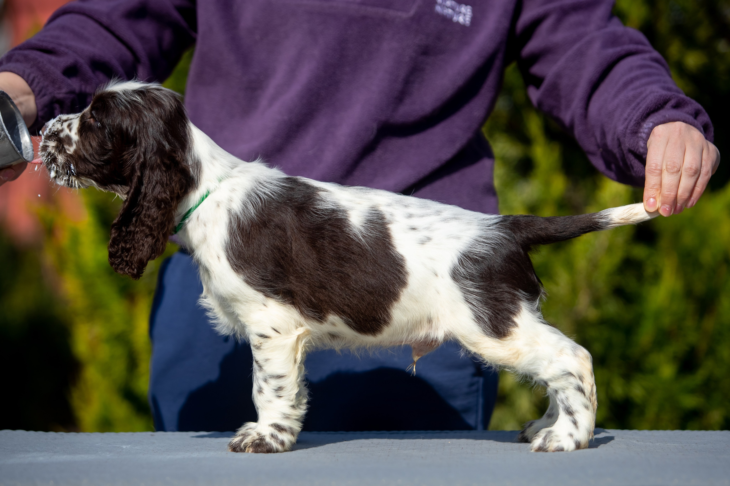 Male — Green collar 💚. Website of the titled stud dog of the Springer Spaniel breed