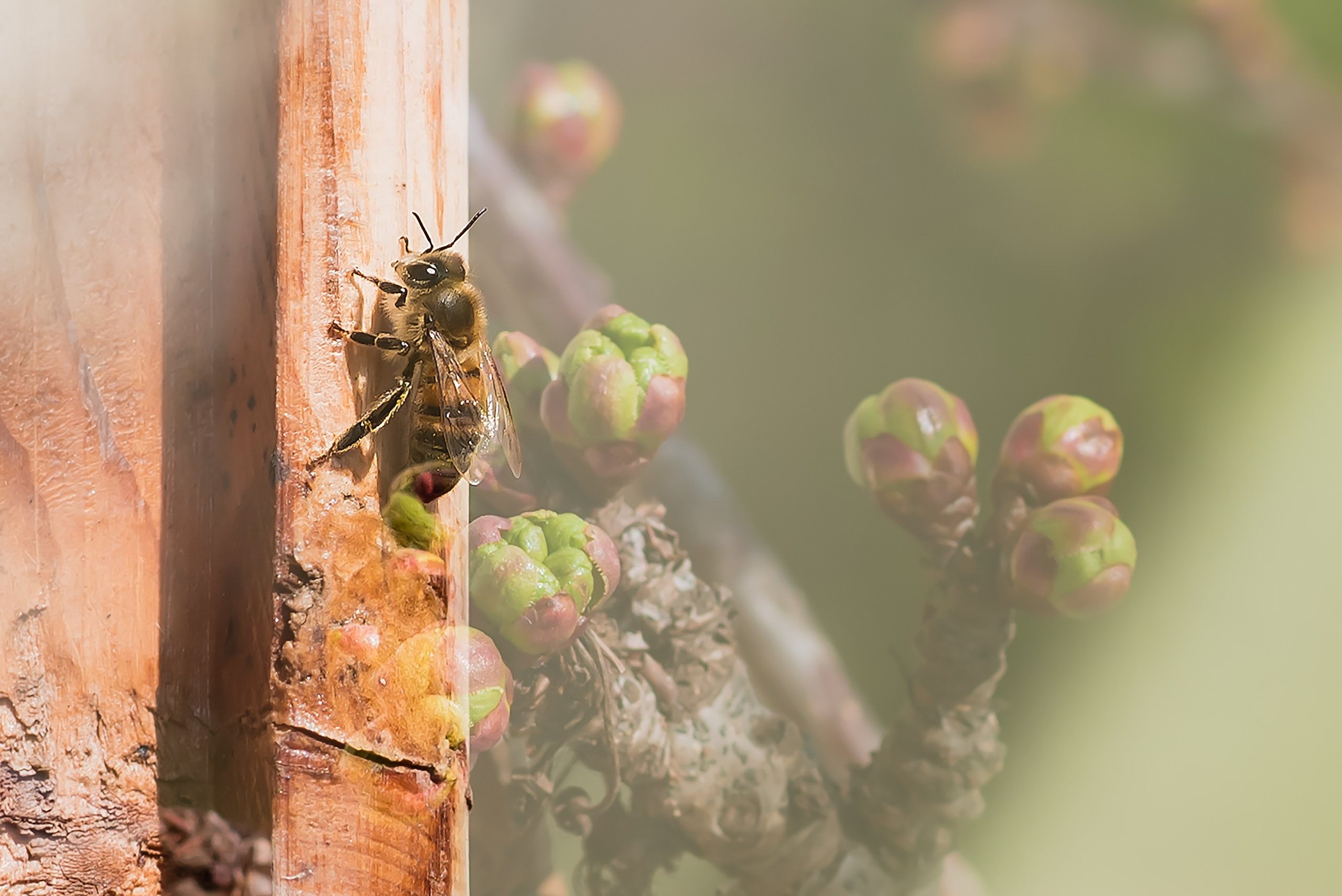 ~Animale si alte vietati~. Andreea Ivan art-Fotograf Constanta, Fotograf profesionist Constanta, Fotograf de nunta Constanta, botez, sedinte foto cu tematica, portret