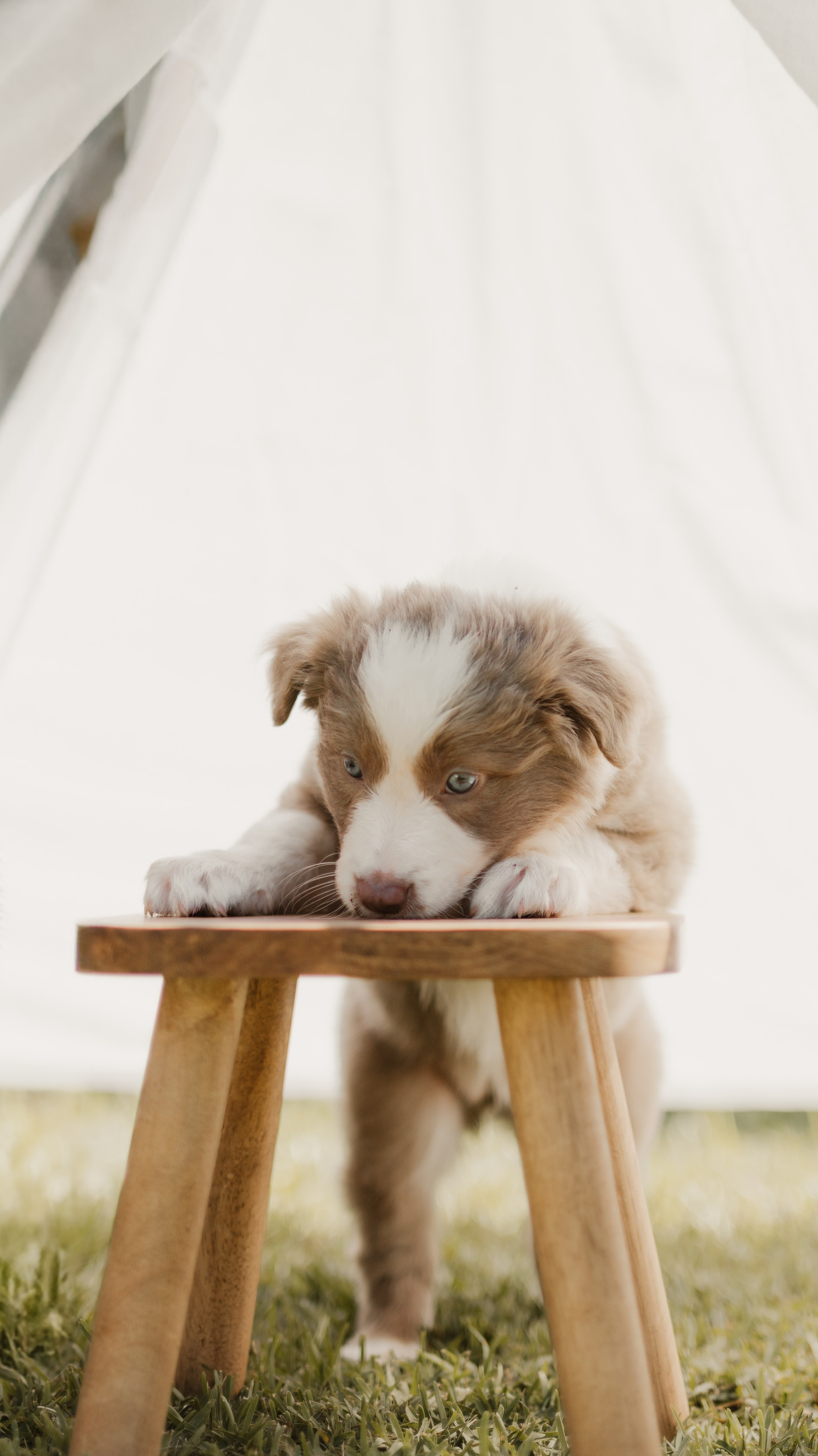 Goldies Collies — Pups. Natural and candid photography Jean Santiago