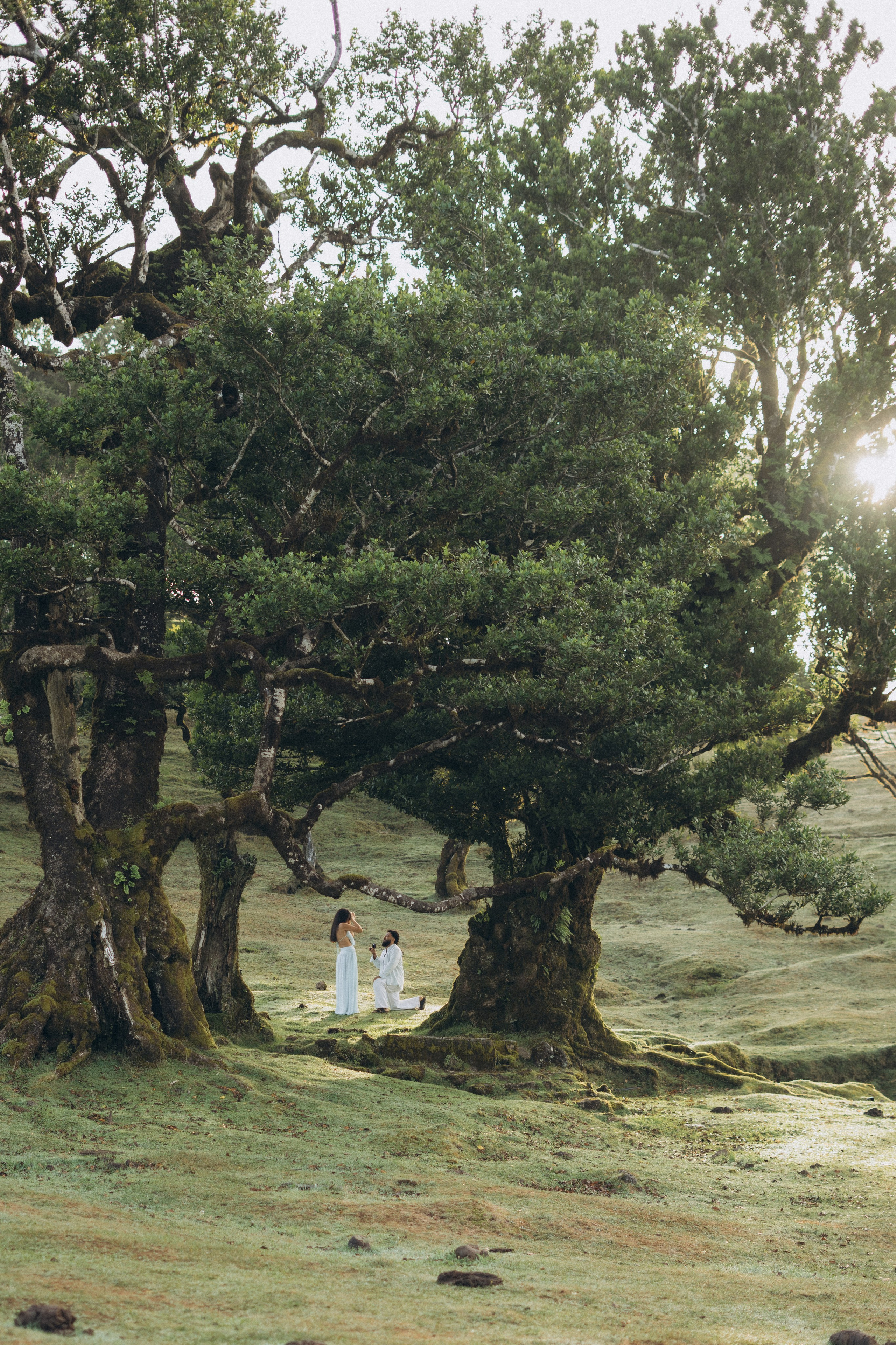 Secret Proposal at Fanal Forest, Madeira | Proposal Photographer