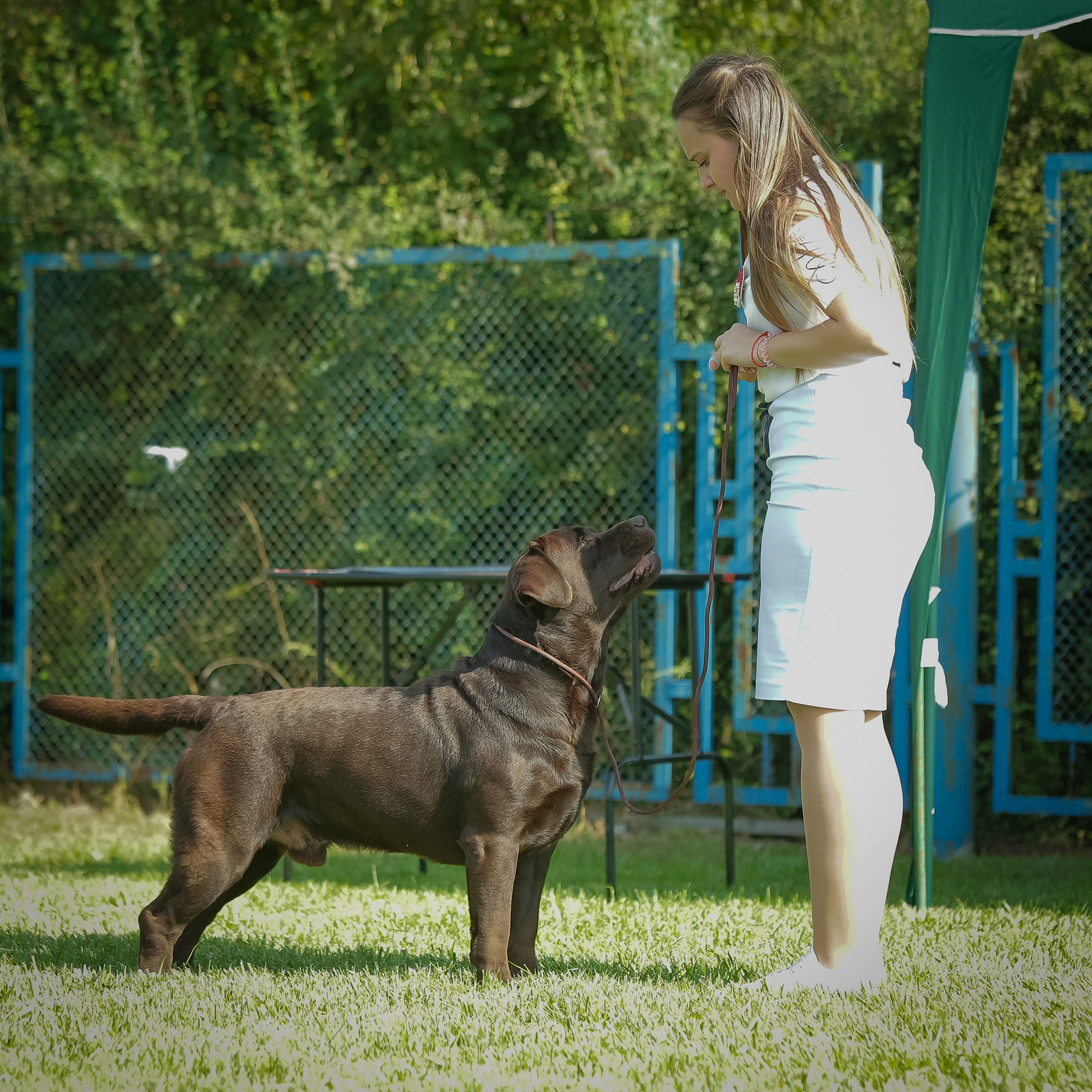 Newton. Цуценята лабрадор ретривера, Дніпро, Україна