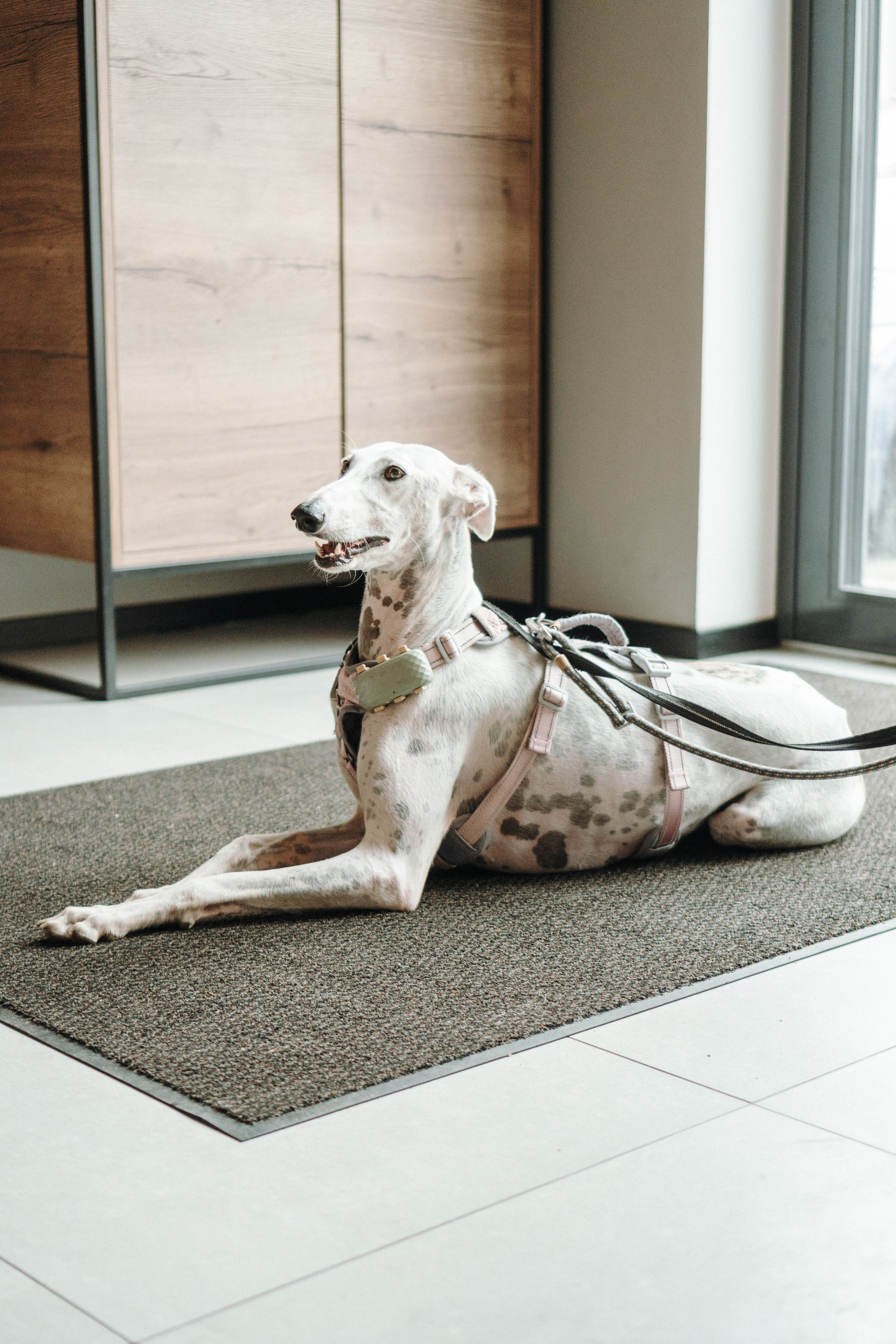 GalgoTreff / Mia Pagar 1 may, 2025. Kat Laisaar — Pet photographer in Tallinn