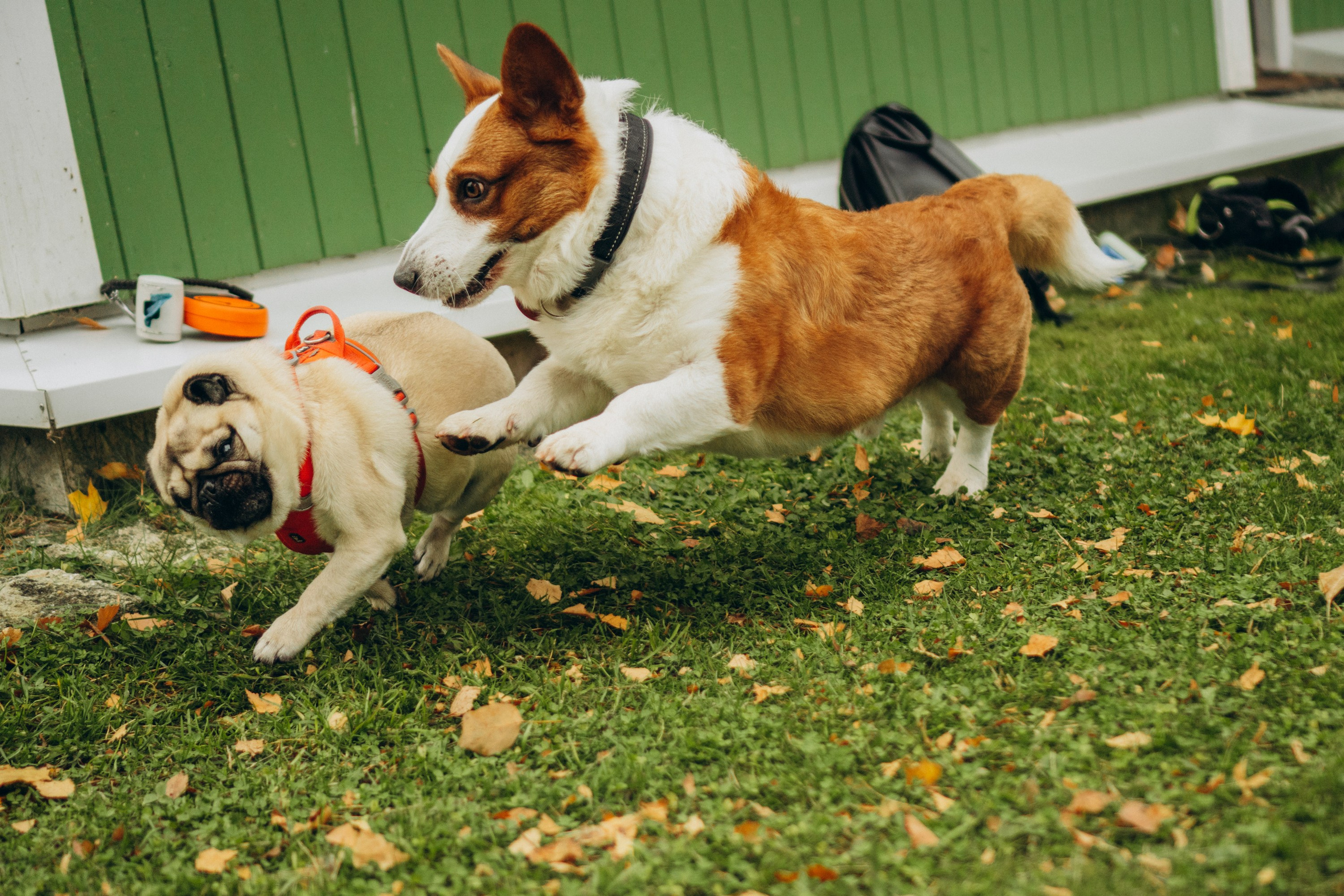 Jelena and her Sandy, Pug and Katja and her Safiir, Cardigan Welsh Corgi. Kat Laisaar — Pet photographer in Tallinn