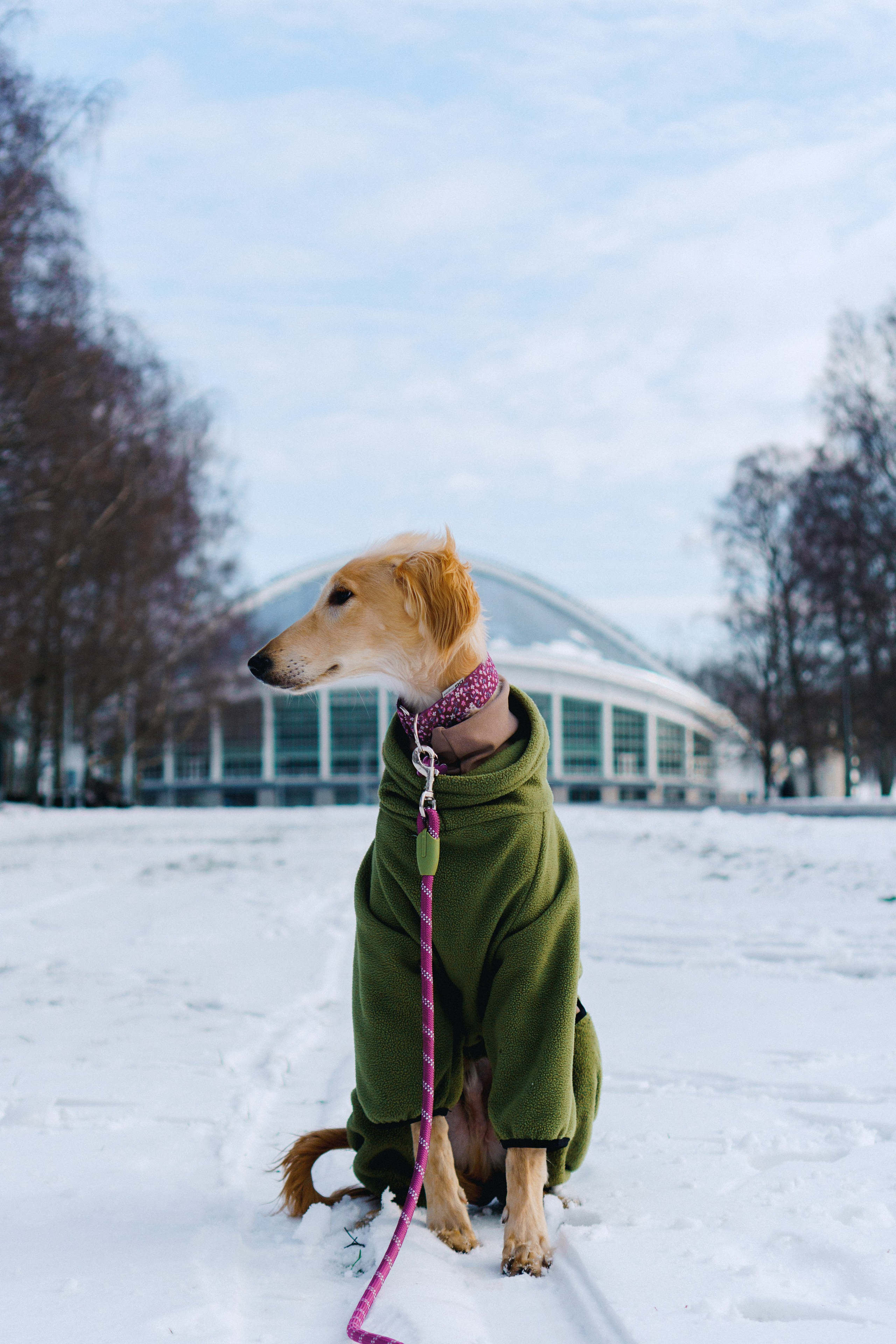Nicole & Sky. Kat Laisaar — Pet photographer in Tallinn