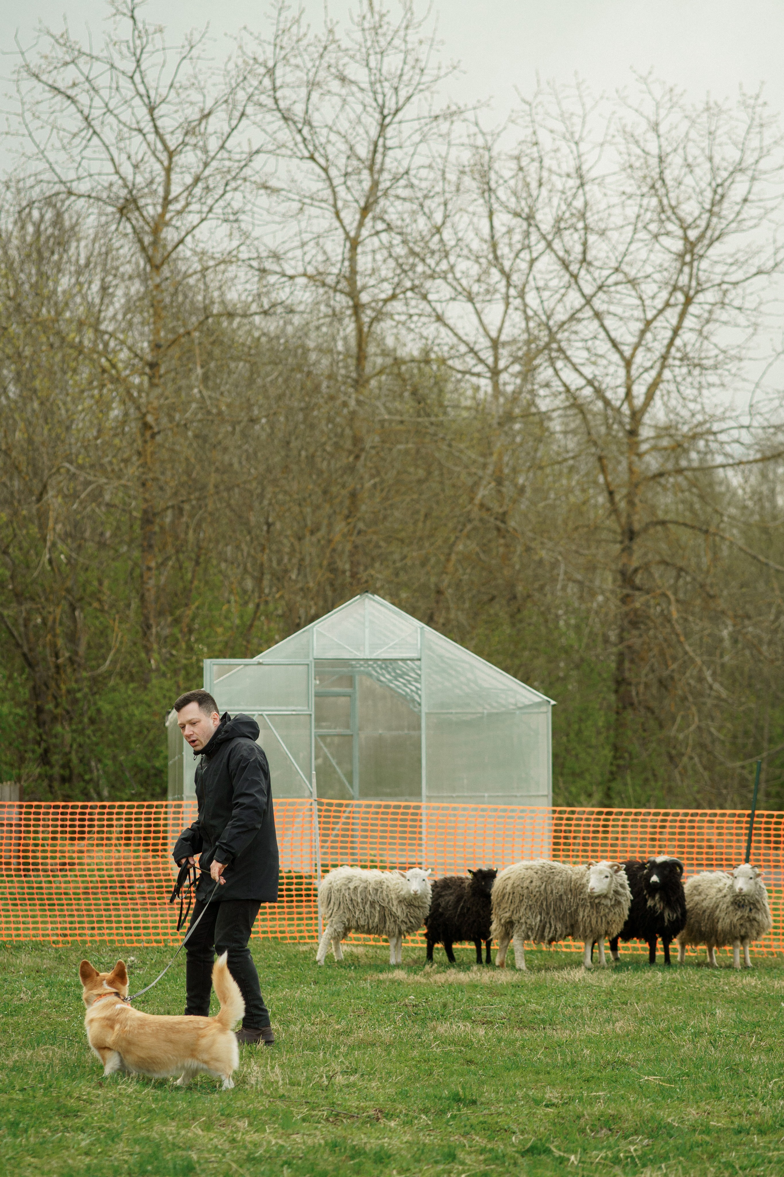 Herding Days, 26 apr. 2025. Kat Laisaar — Pet photographer in Tallinn