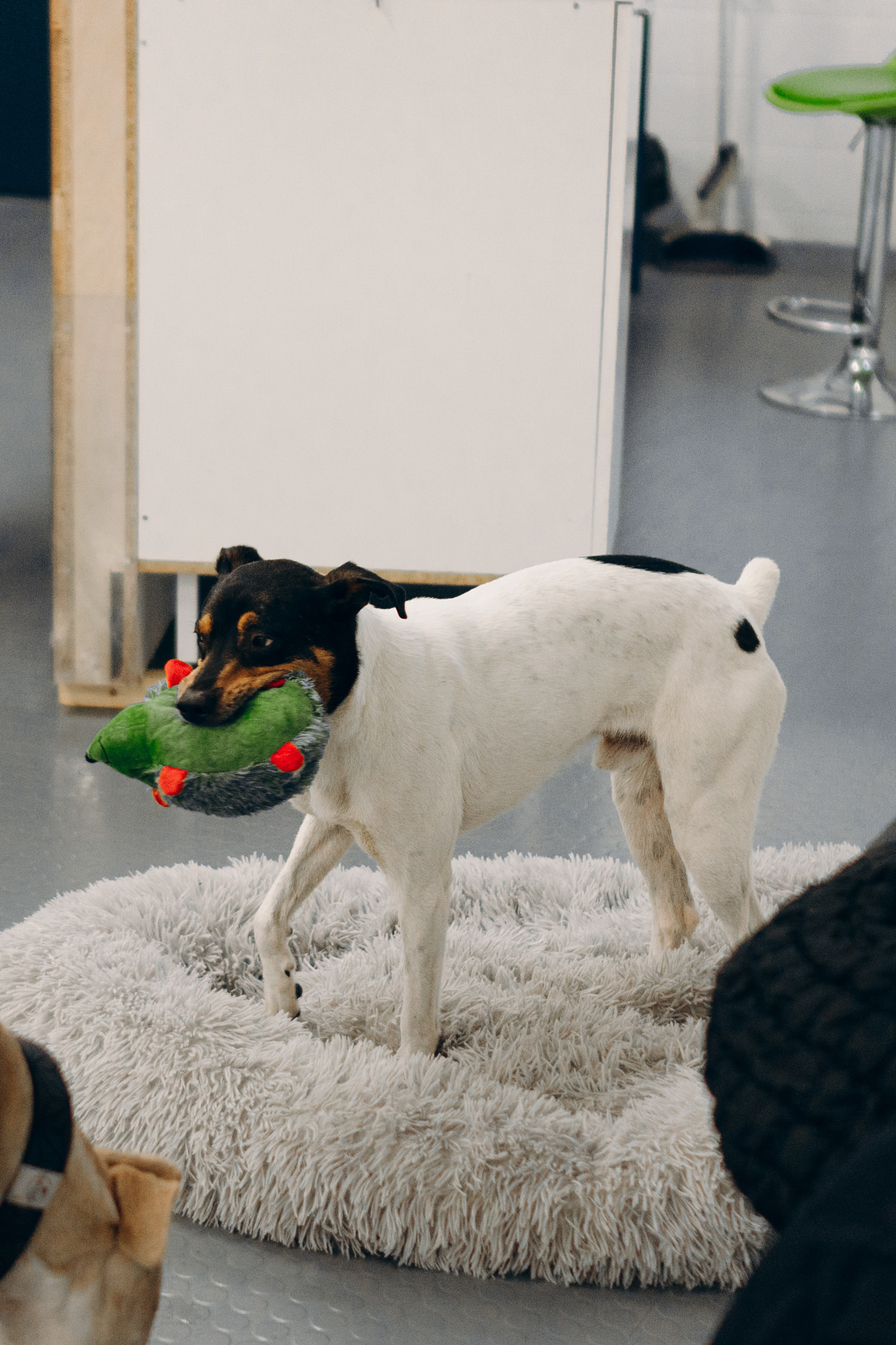 GalgoTreff / PetCity Rannamõisa, 13 apr. 2025. Kat Laisaar — Pet photographer in Tallinn