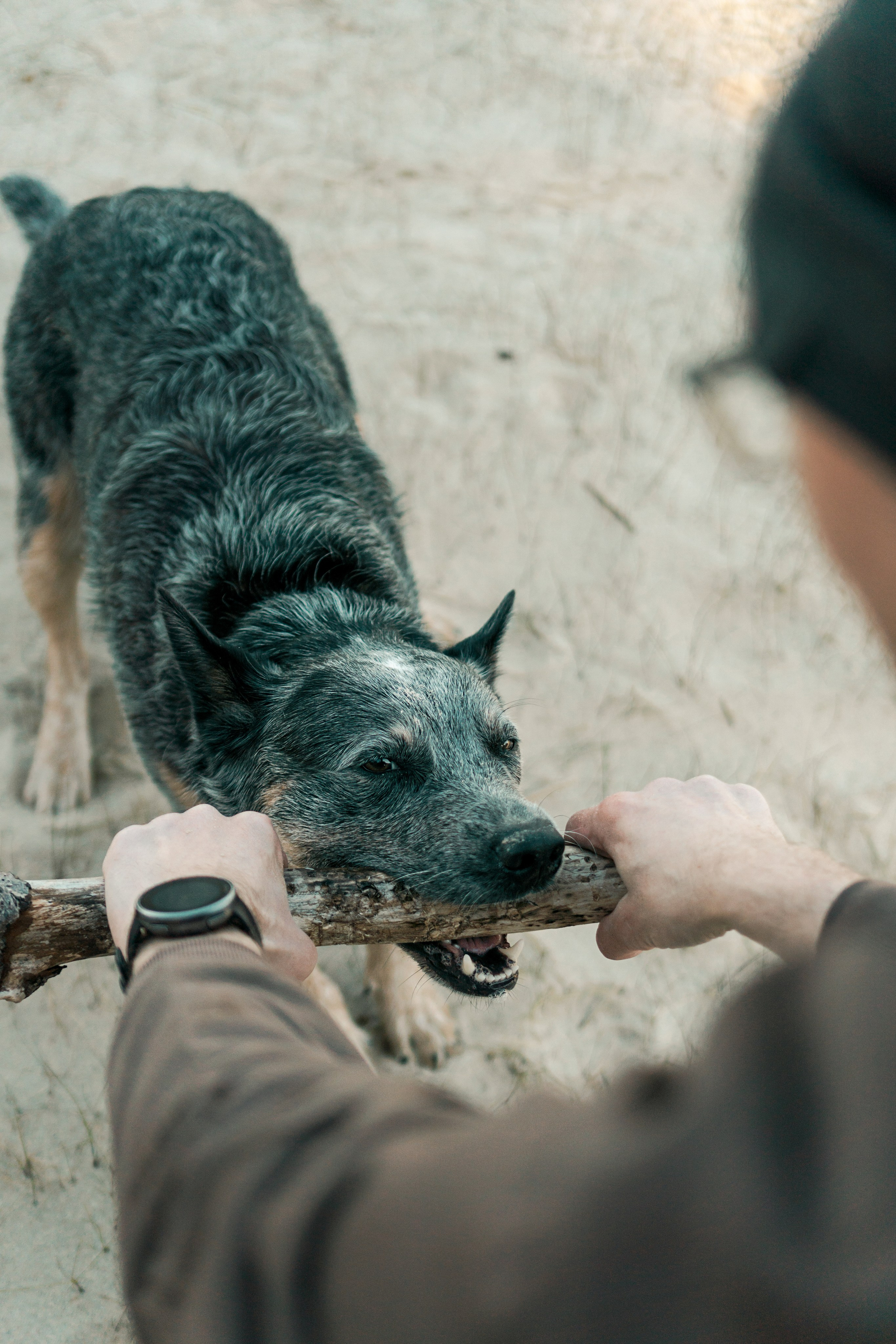 Oskar, Maria & Dmitrii. Kat Laisaar — Pet photographer in Tallinn