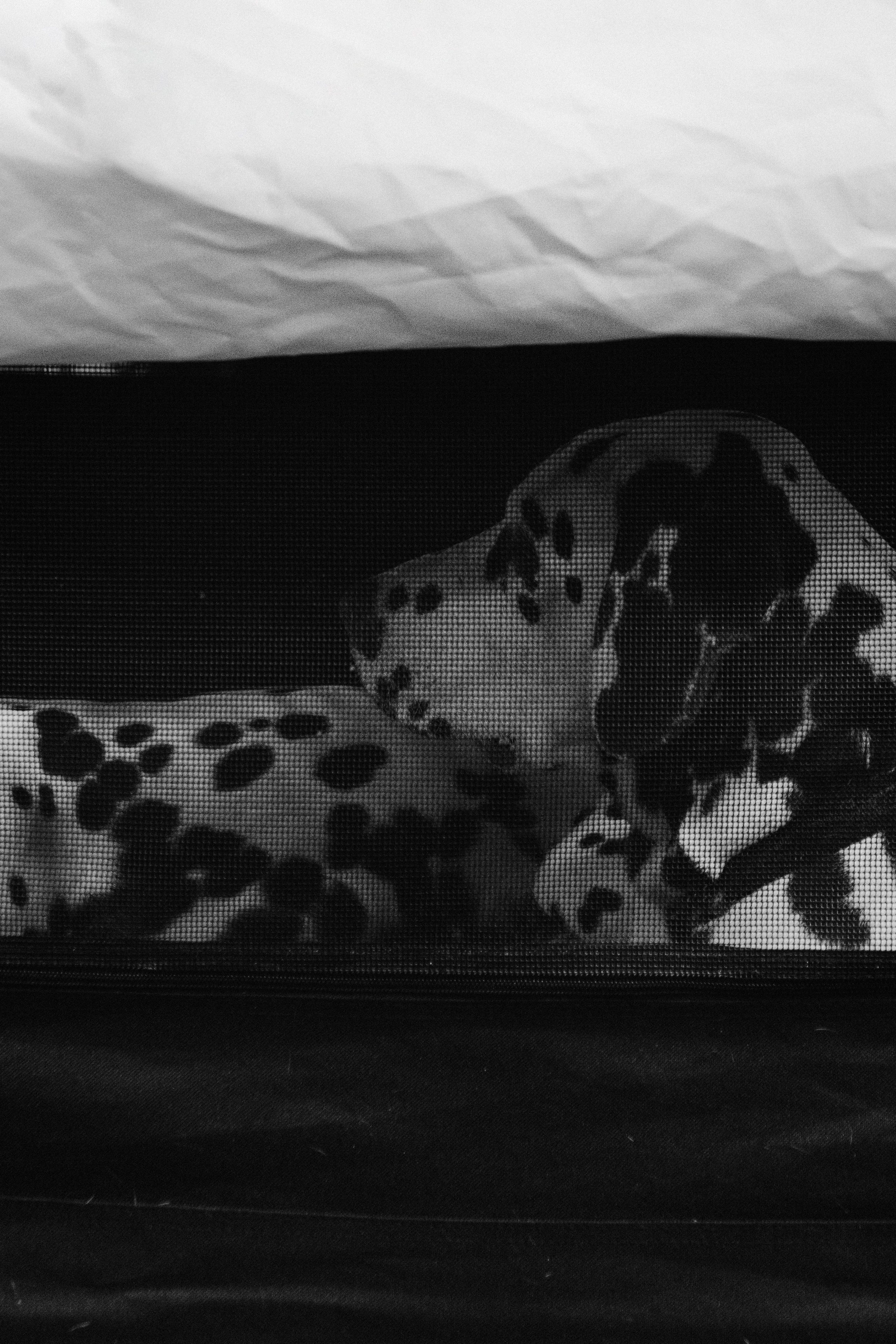 Pärnu dog weekend photo report. Kat Laisaar — Pet photographer in Tallinn